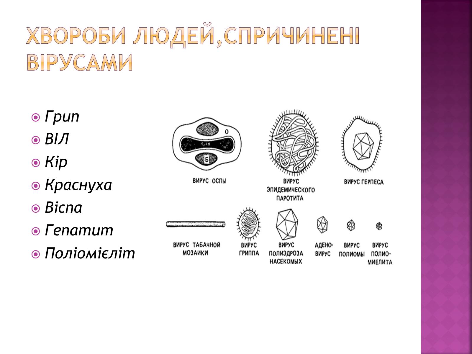 Презентація на тему «Віруси» (варіант 19) - Слайд #9 Презентація на тему «Віруси» (варіант 19) - Слайд #9