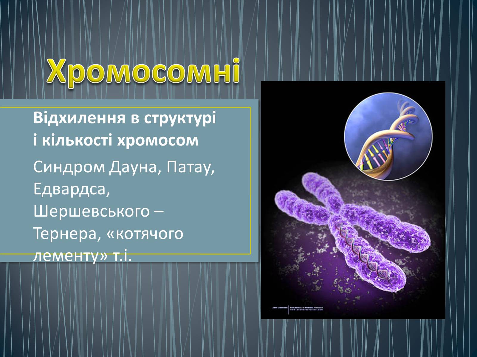 Презентація на тему «Типи генетичних хвороб людини» (варіант 3) - Слайд #15 Презентація на тему «Типи генетичних хвороб людини» (варіант 3) - Слайд #15