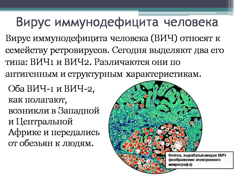 Презентація на тему «Вирус иммунодефицита человека» - Слайд #4 Презентація на тему «Вирус иммунодефицита человека» - Слайд #4