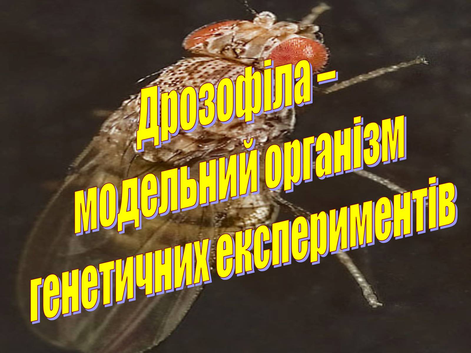 Презентація на тему «Дрозофіла» - Слайд #1 Презентація на тему «Дрозофіла» - Слайд #1