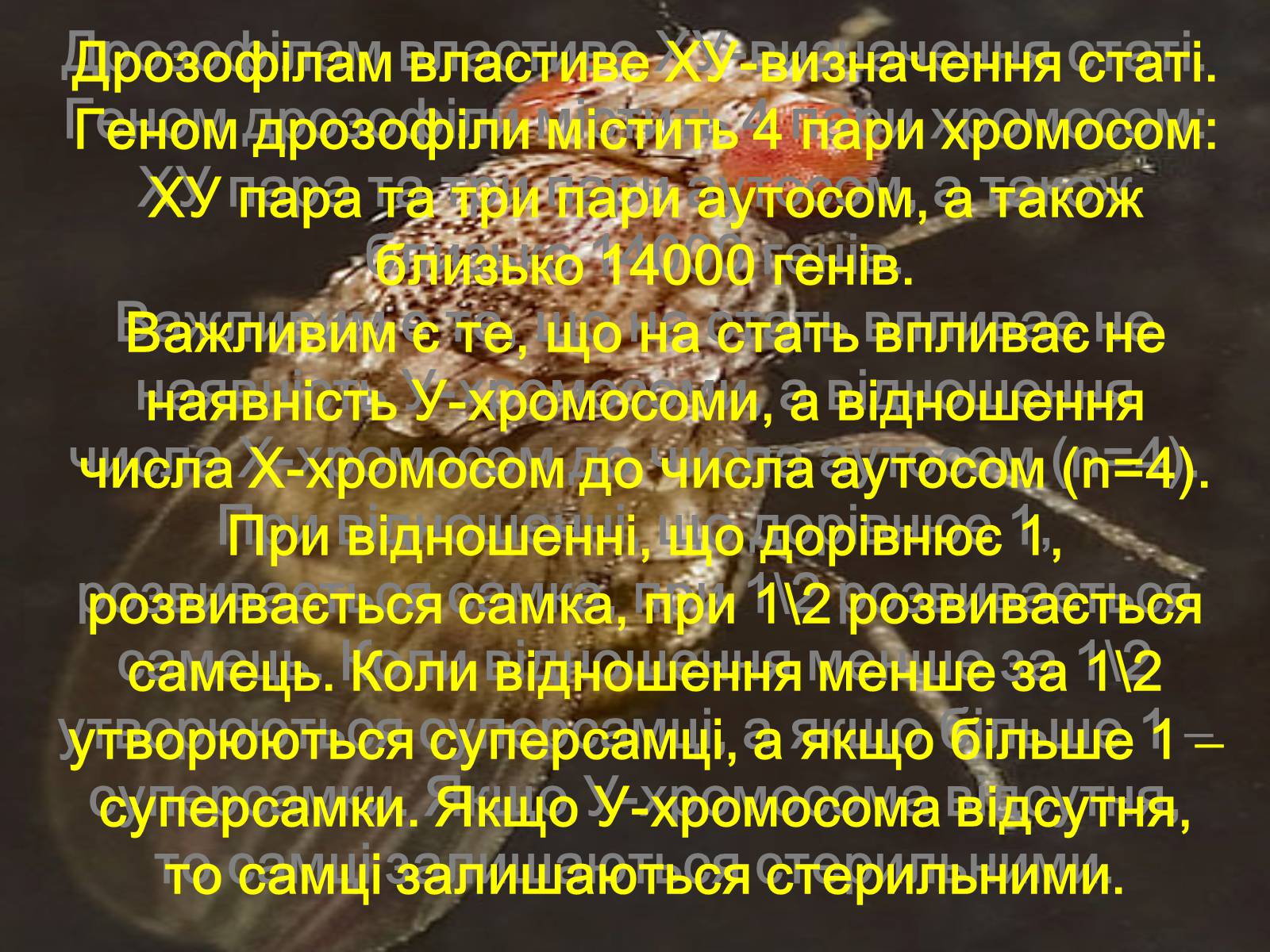 Презентація на тему «Дрозофіла» - Слайд #10 Презентація на тему «Дрозофіла» - Слайд #10