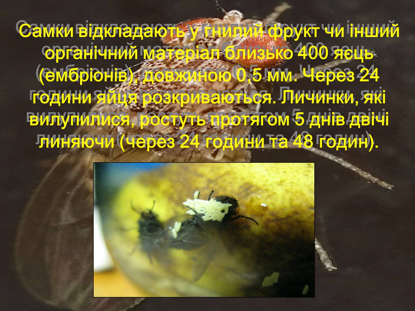 Презентація на тему «Дрозофіла» - Слайд #13 Презентація на тему «Дрозофіла» - Слайд #13