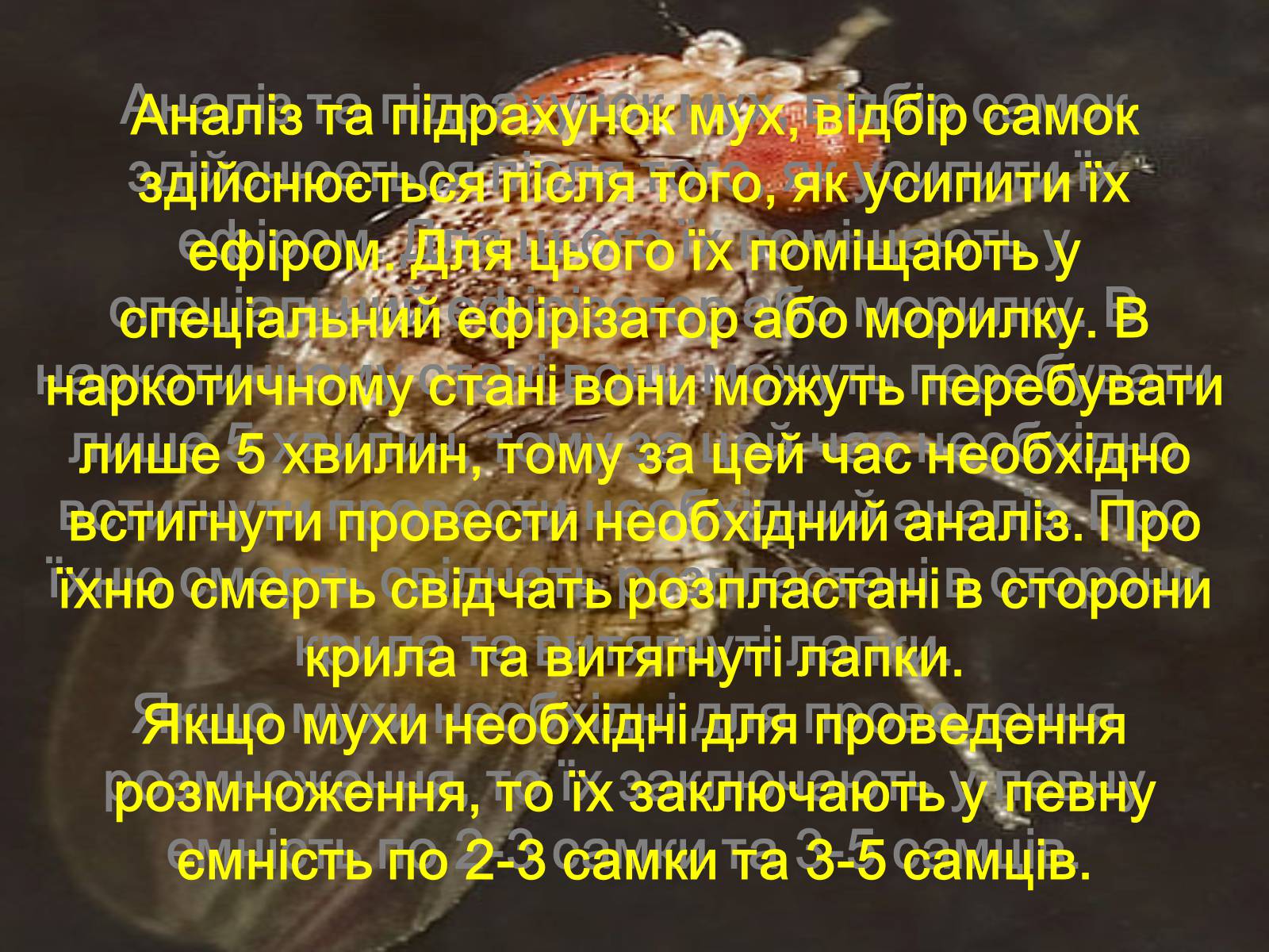 Презентація на тему «Дрозофіла» - Слайд #16 Презентація на тему «Дрозофіла» - Слайд #16