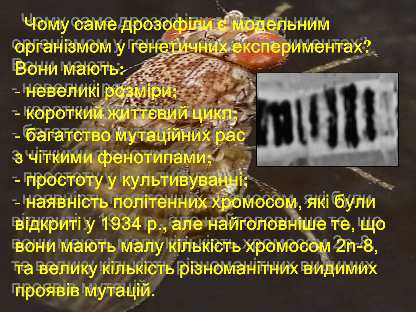 Презентація на тему «Дрозофіла» - Слайд #18 Презентація на тему «Дрозофіла» - Слайд #18