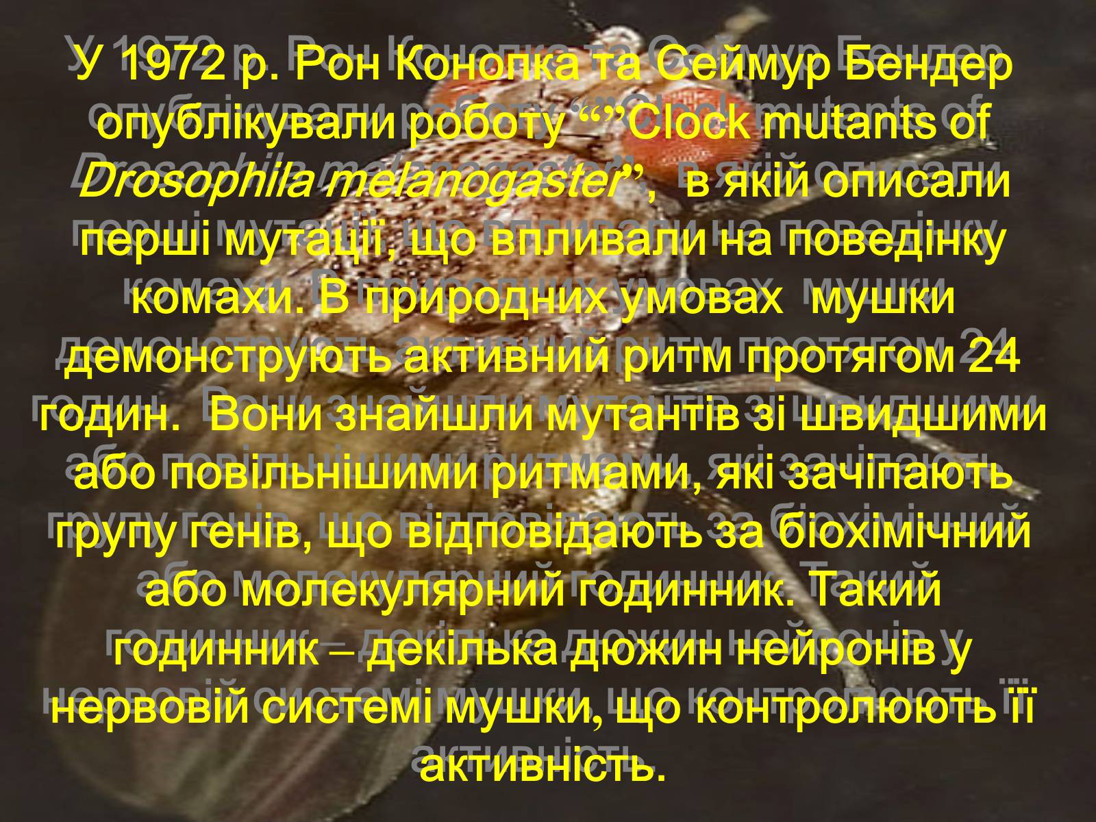 Презентація на тему «Дрозофіла» - Слайд #19 Презентація на тему «Дрозофіла» - Слайд #19