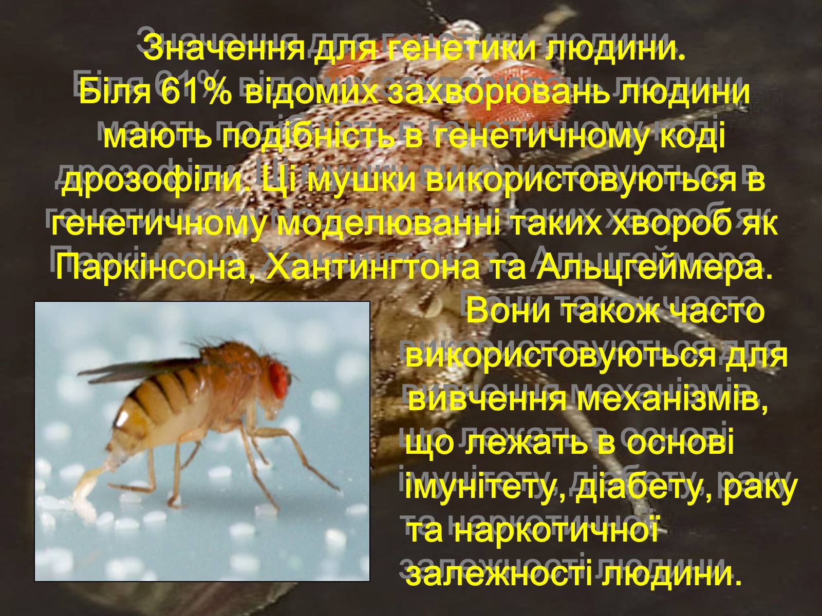 Презентація на тему «Дрозофіла» - Слайд #21 Презентація на тему «Дрозофіла» - Слайд #21