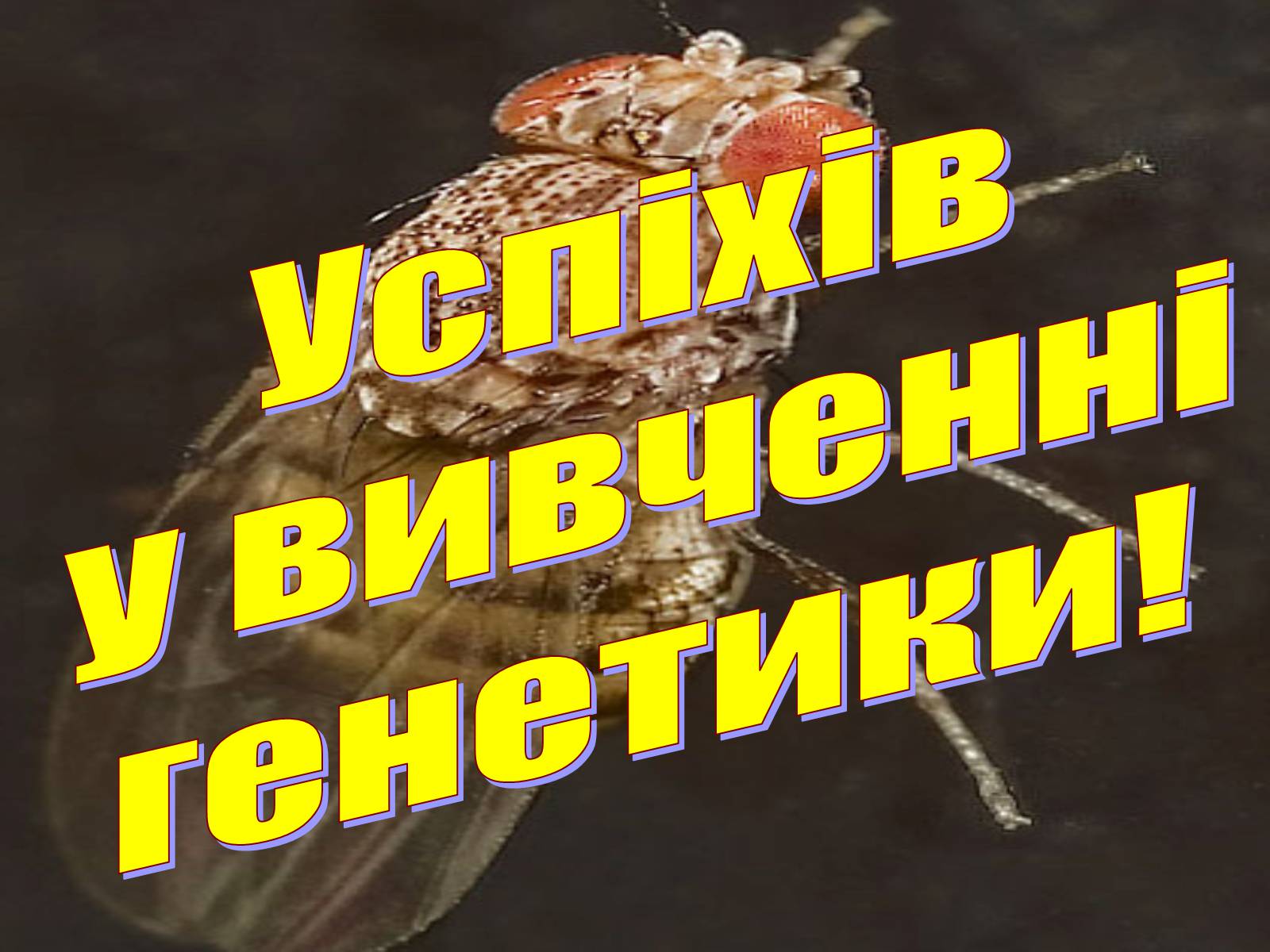 Презентація на тему «Дрозофіла» - Слайд #22 Презентація на тему «Дрозофіла» - Слайд #22