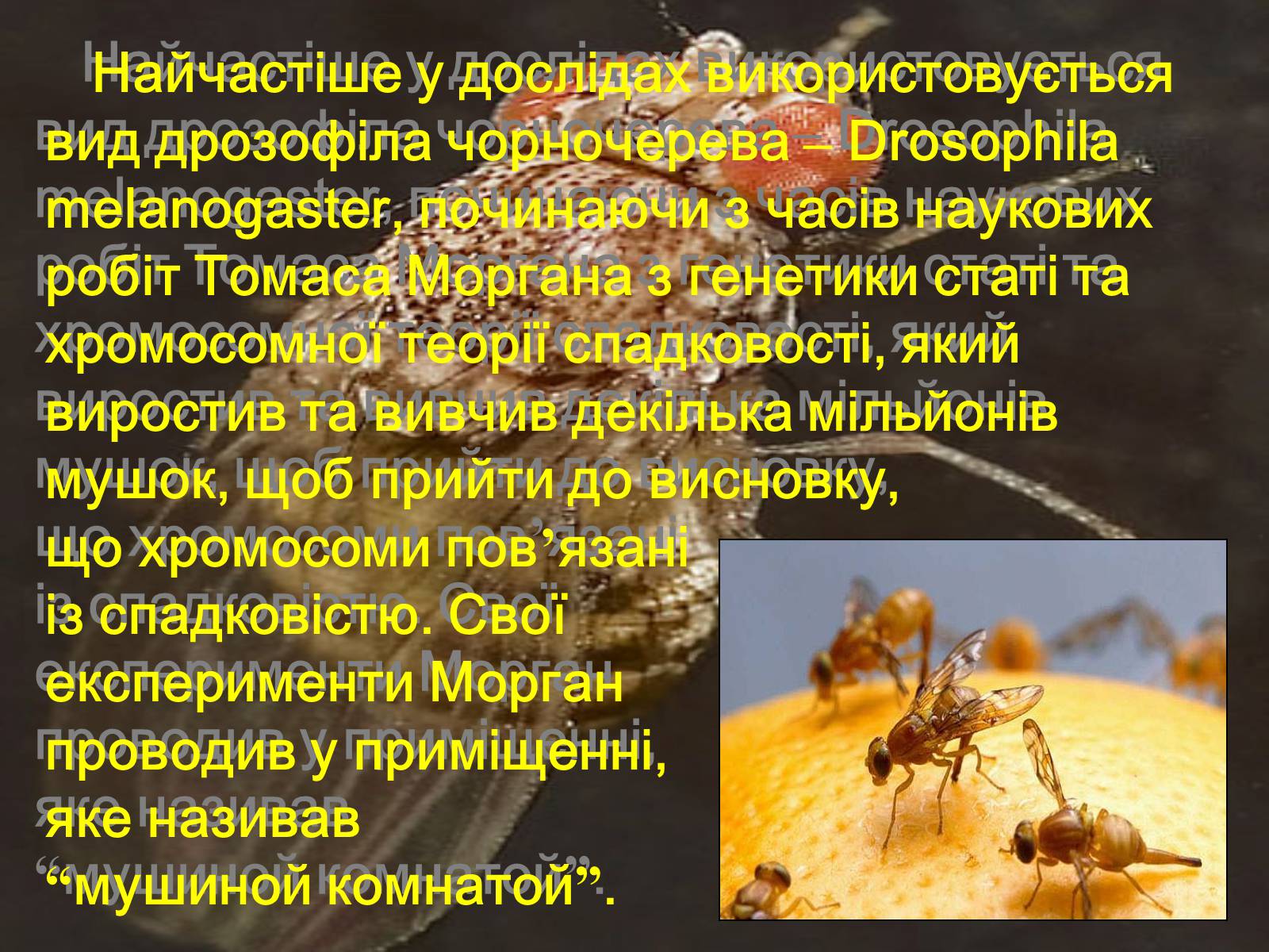 Презентація на тему «Дрозофіла» - Слайд #4 Презентація на тему «Дрозофіла» - Слайд #4