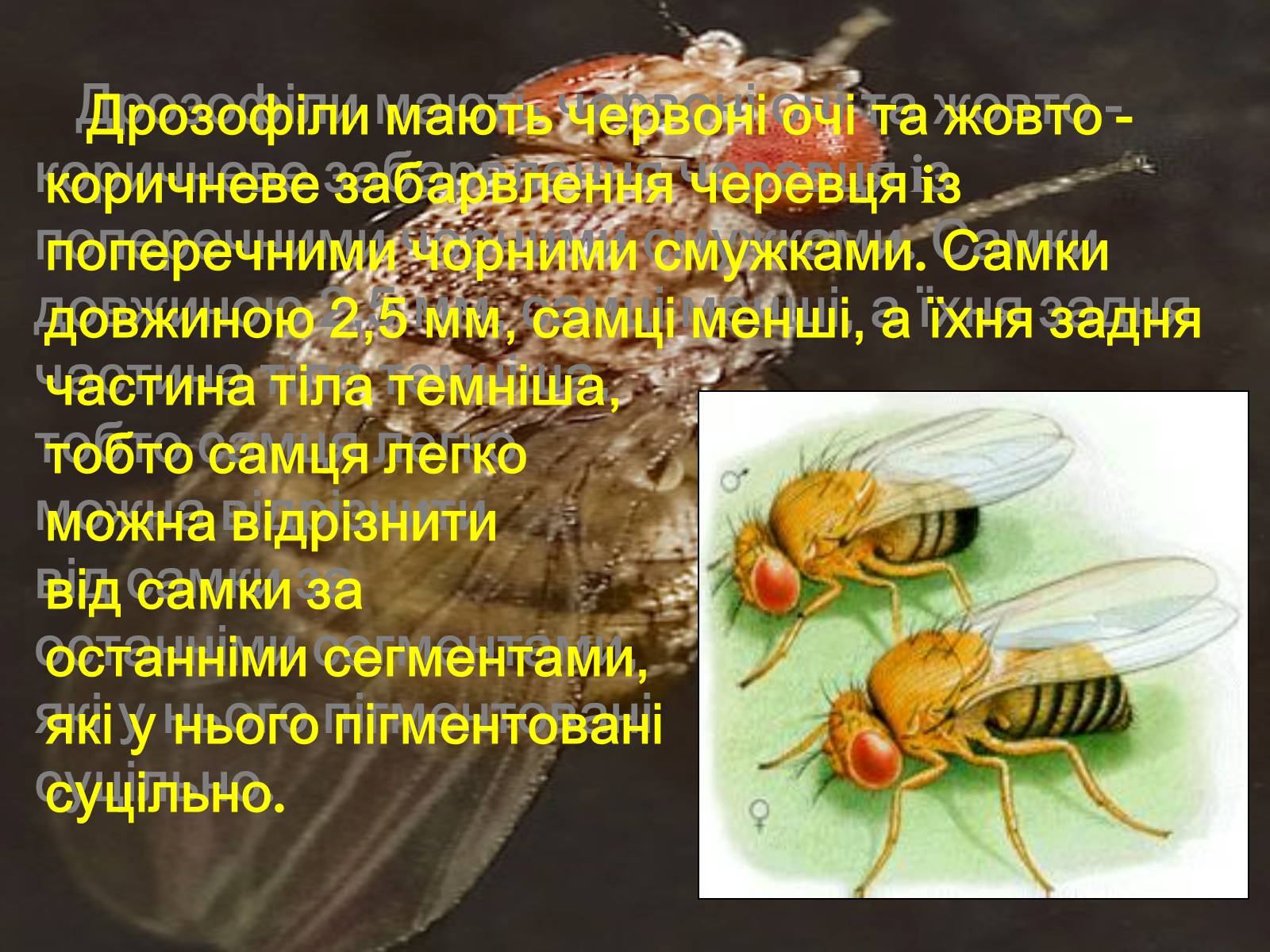 Презентація на тему «Дрозофіла» - Слайд #5 Презентація на тему «Дрозофіла» - Слайд #5