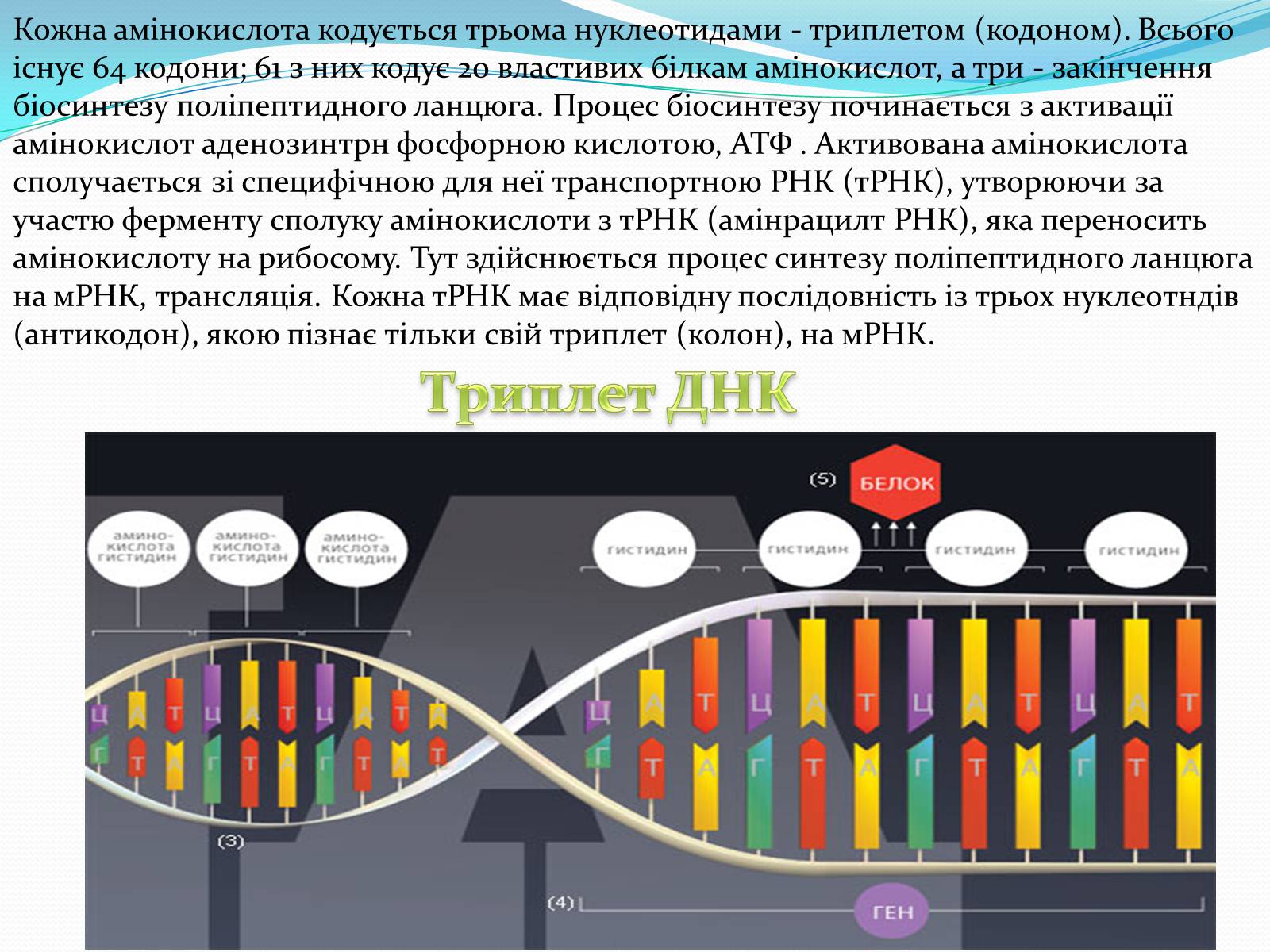 Презентація на тему «Білки» (варіант 6) - Слайд #7 Презентація на тему «Білки» (варіант 6) - Слайд #7
