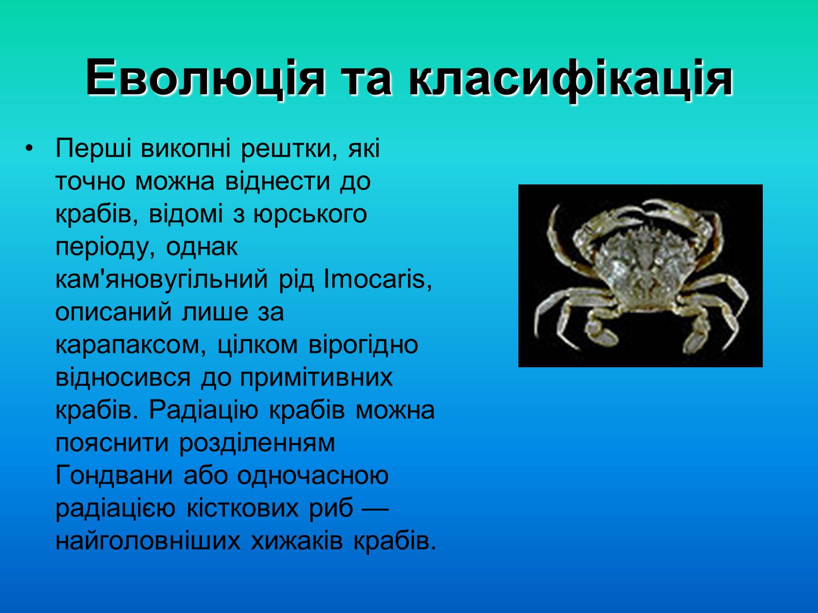 Презентація на тему «Краби» - Слайд #11 Презентація на тему «Краби» - Слайд #11