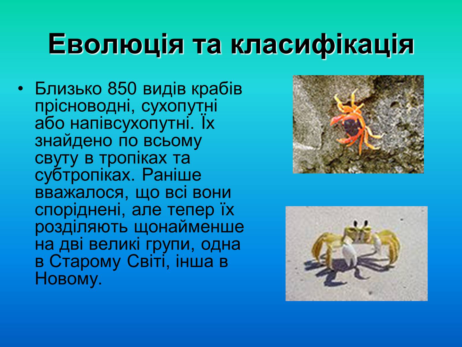 Презентація на тему «Краби» - Слайд #12 Презентація на тему «Краби» - Слайд #12