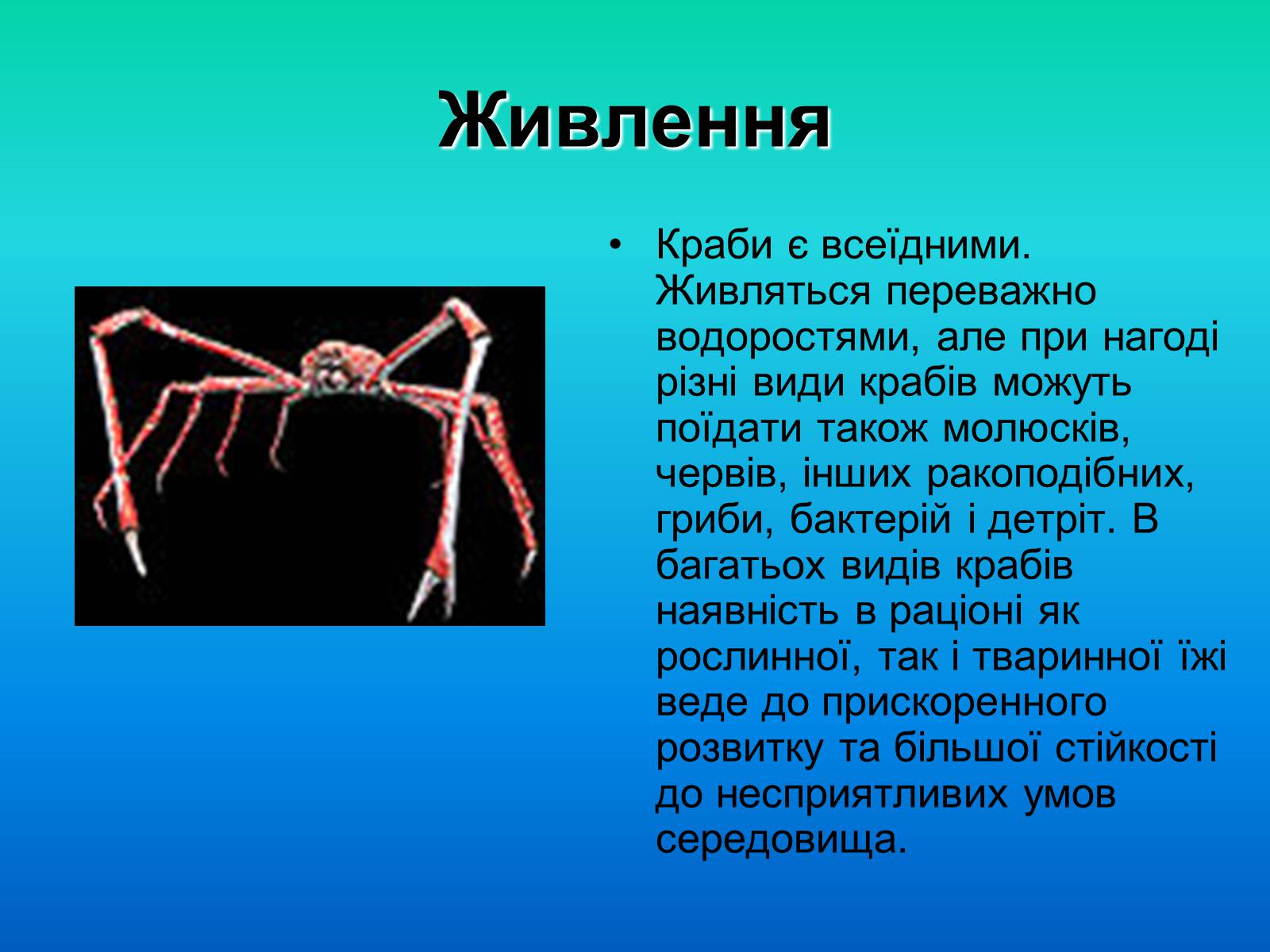 Презентація на тему «Краби» - Слайд #7 Презентація на тему «Краби» - Слайд #7