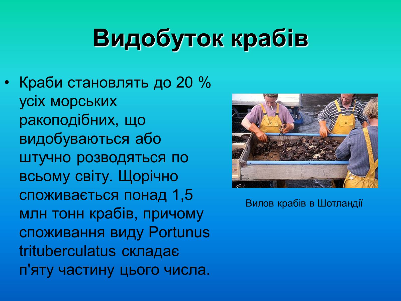 Презентація на тему «Краби» - Слайд #8 Презентація на тему «Краби» - Слайд #8