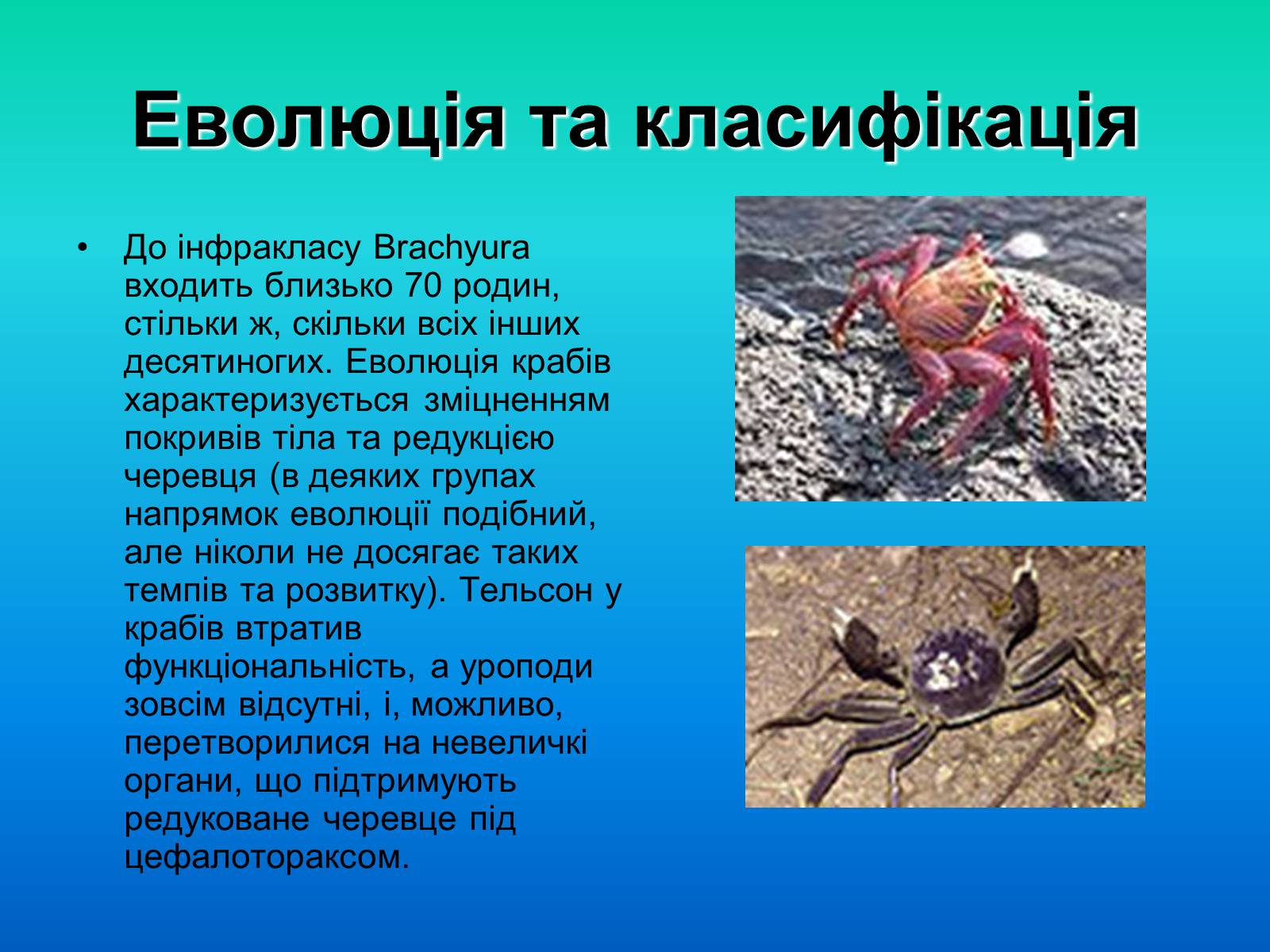 Презентація на тему «Краби» - Слайд #9 Презентація на тему «Краби» - Слайд #9