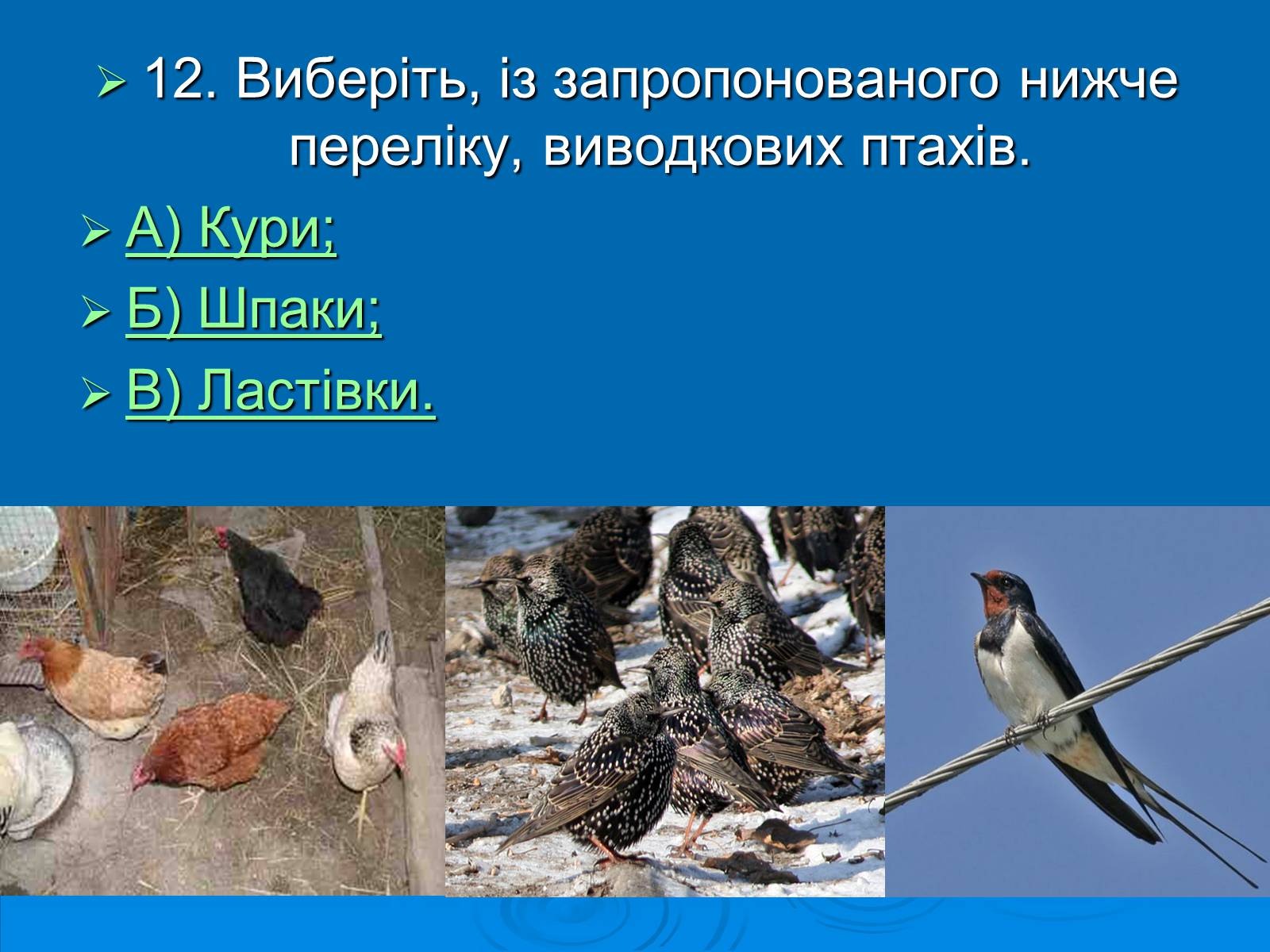 Презентація на тему «Біологія» (варіант 3) - Слайд #13 Презентація на тему «Біологія» (варіант 3) - Слайд #13