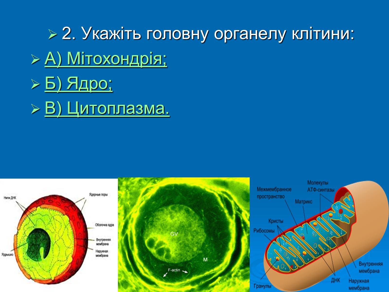 Презентація на тему «Біологія» (варіант 3) - Слайд #3 Презентація на тему «Біологія» (варіант 3) - Слайд #3