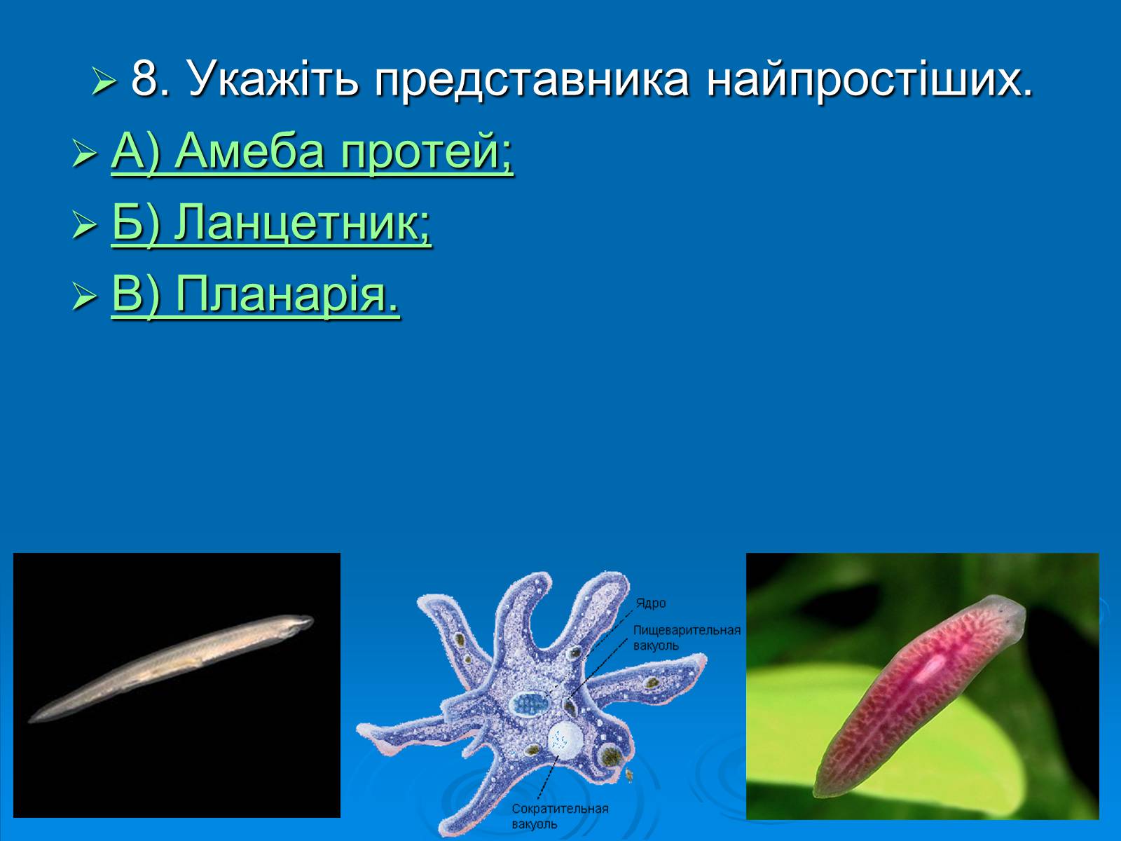 Презентація на тему «Біологія» (варіант 3) - Слайд #9 Презентація на тему «Біологія» (варіант 3) - Слайд #9