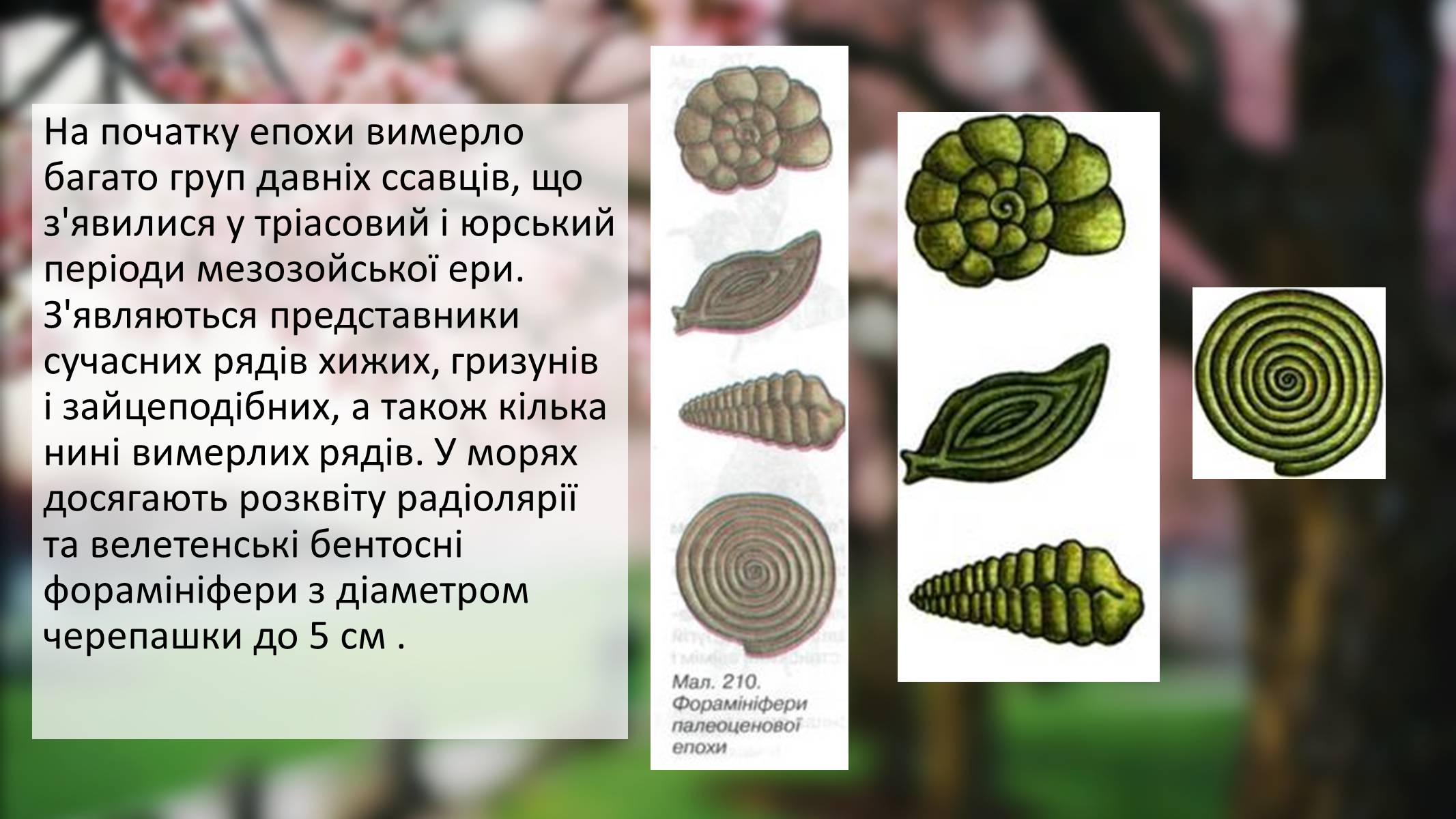 Презентація на тему «Палеоценова епоха» - Слайд #7 Презентація на тему «Палеоценова епоха» - Слайд #7