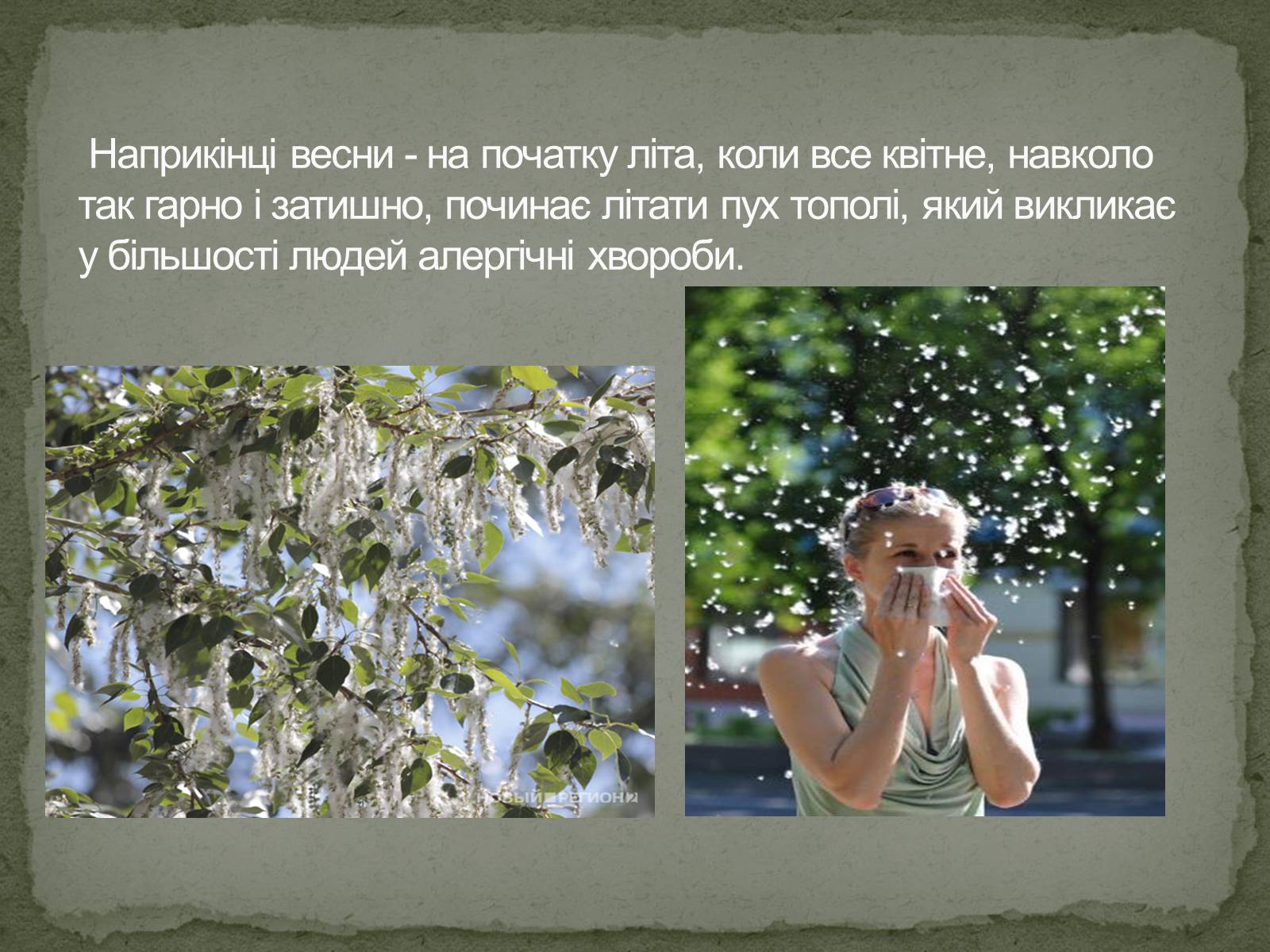 Презентація на тему «Пух тополі» - Слайд #3 Презентація на тему «Пух тополі» - Слайд #3
