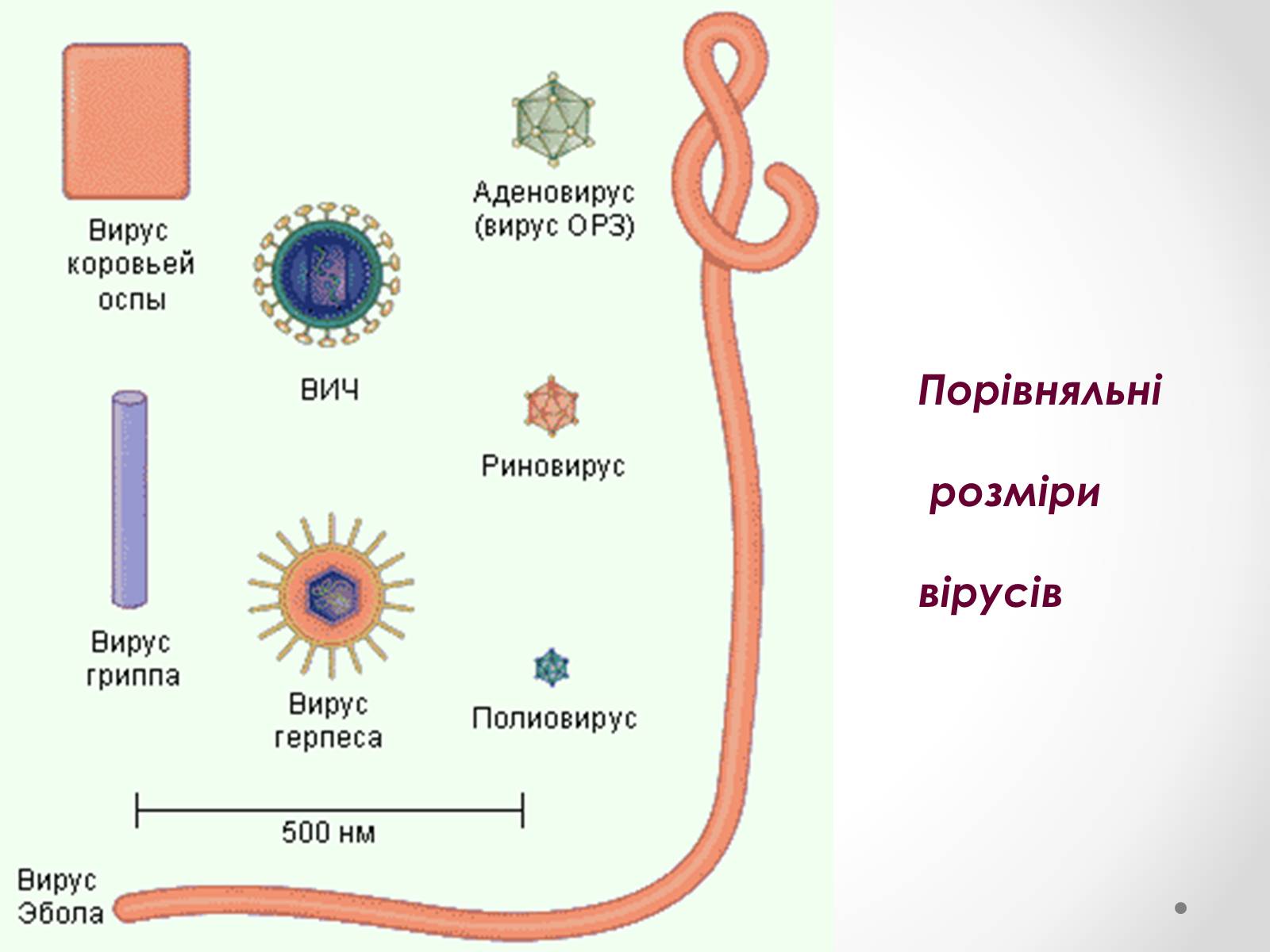 Презентація на тему «Вірусобіологія» - Слайд #10 Презентація на тему «Вірусобіологія» - Слайд #10