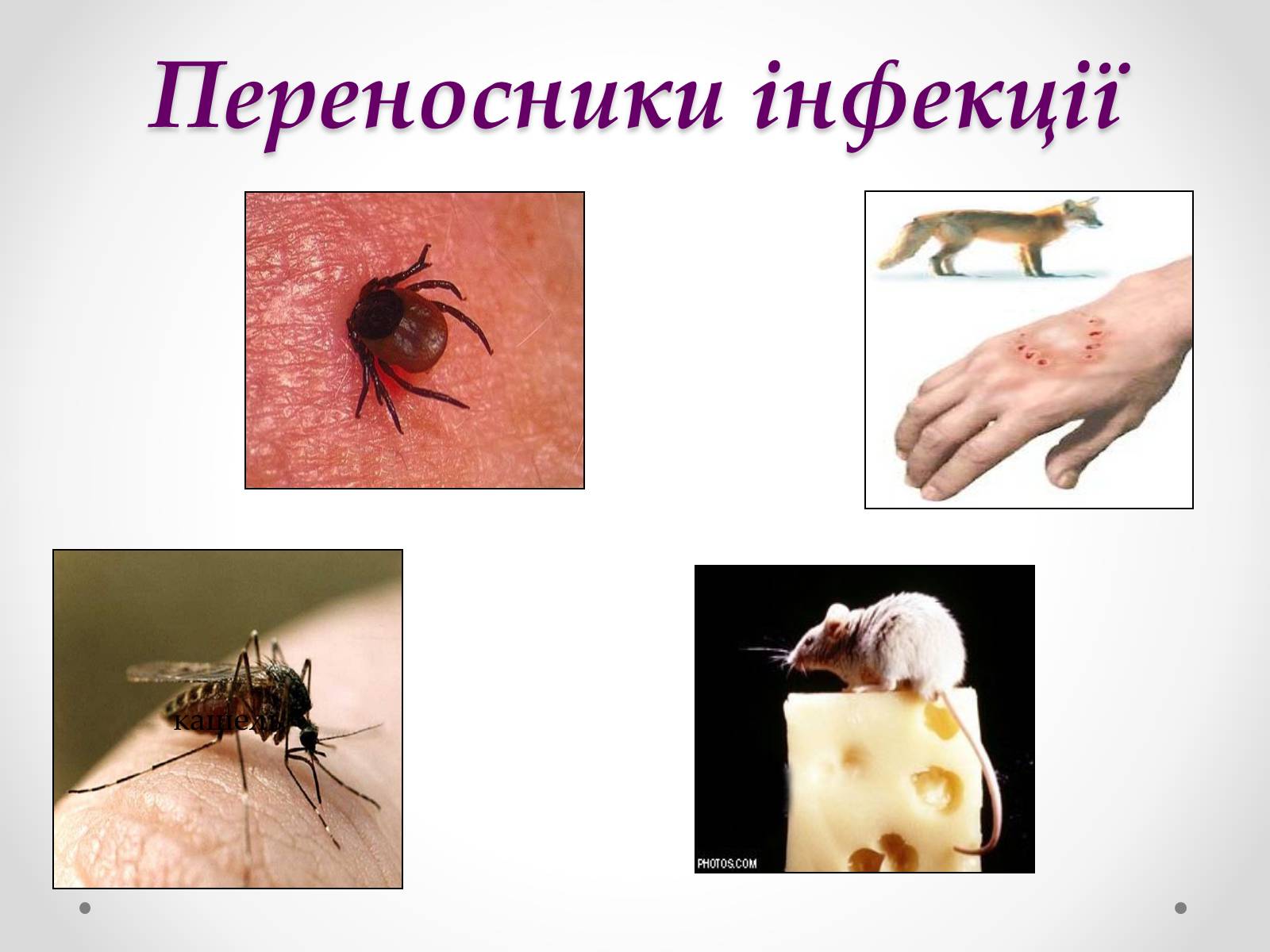 Презентація на тему «Вірусобіологія» - Слайд #17 Презентація на тему «Вірусобіологія» - Слайд #17
