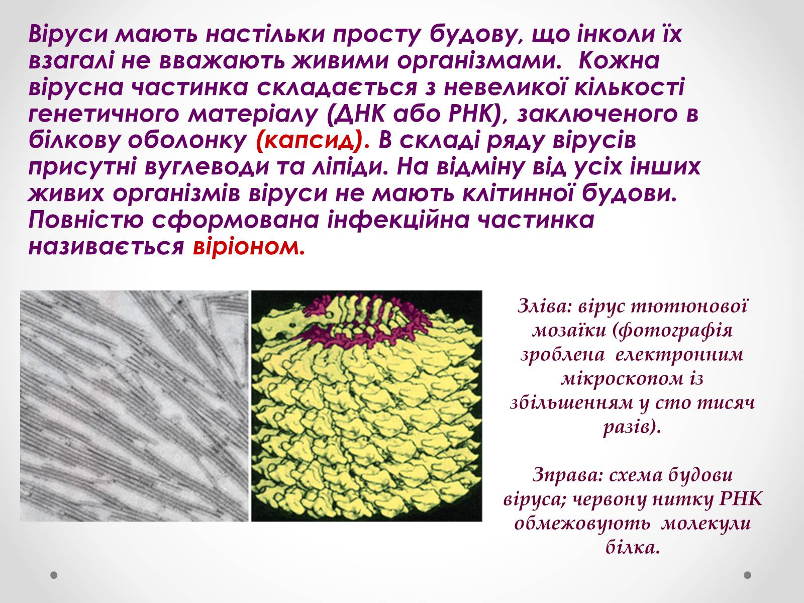 Презентація на тему «Вірусобіологія» - Слайд #3 Презентація на тему «Вірусобіологія» - Слайд #3