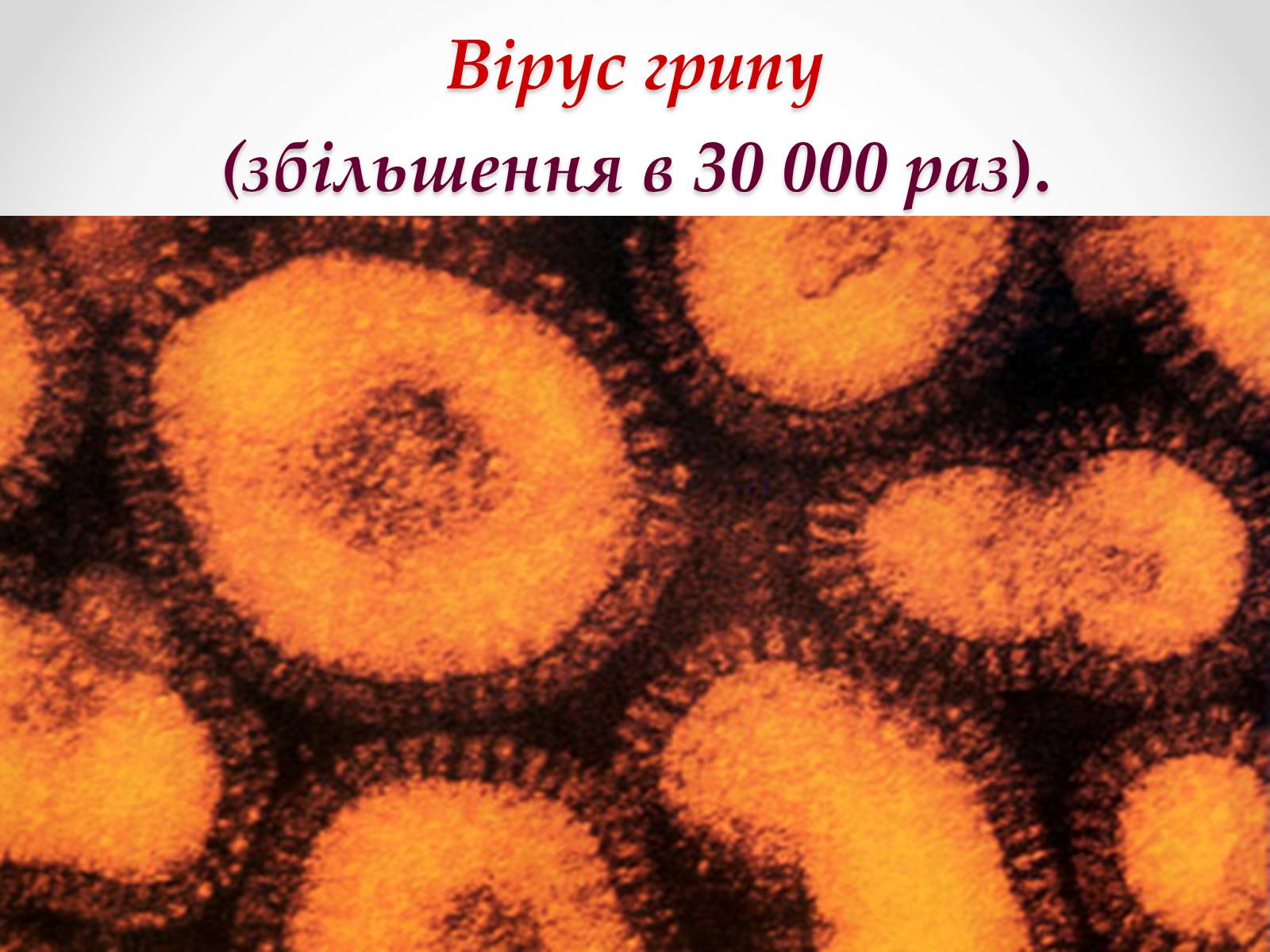 Презентація на тему «Вірусобіологія» - Слайд #5 Презентація на тему «Вірусобіологія» - Слайд #5