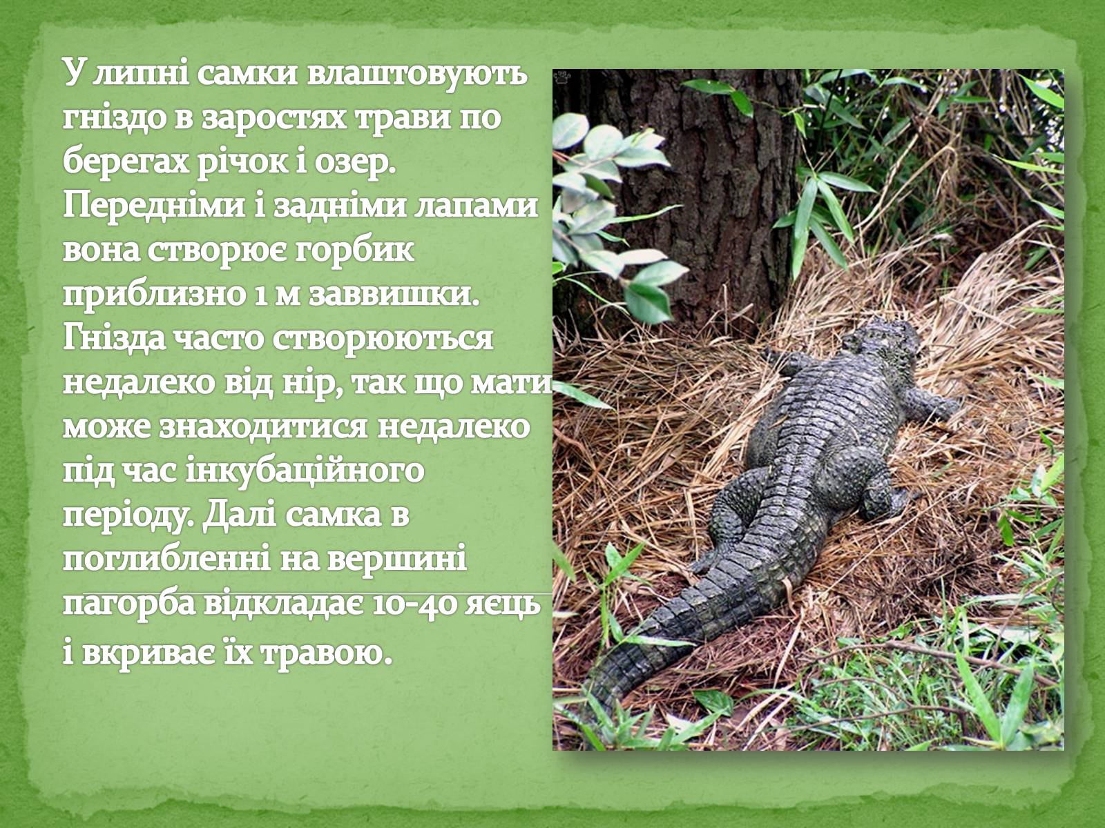 Презентація на тему «Китайський алігатор» - Слайд #15 Презентація на тему «Китайський алігатор» - Слайд #15