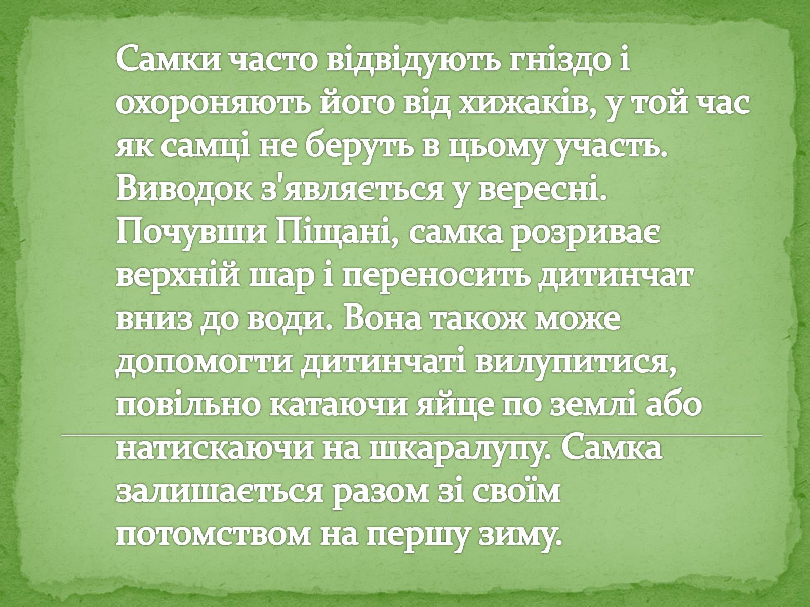 Презентація на тему «Китайський алігатор» - Слайд #16 Презентація на тему «Китайський алігатор» - Слайд #16