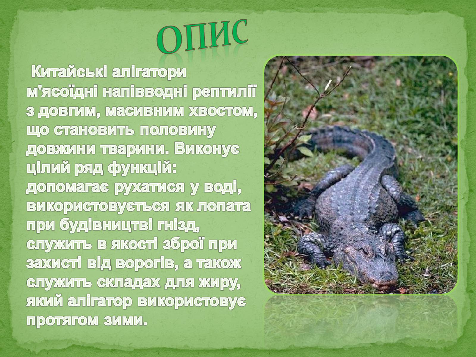 Презентація на тему «Китайський алігатор» - Слайд #4 Презентація на тему «Китайський алігатор» - Слайд #4