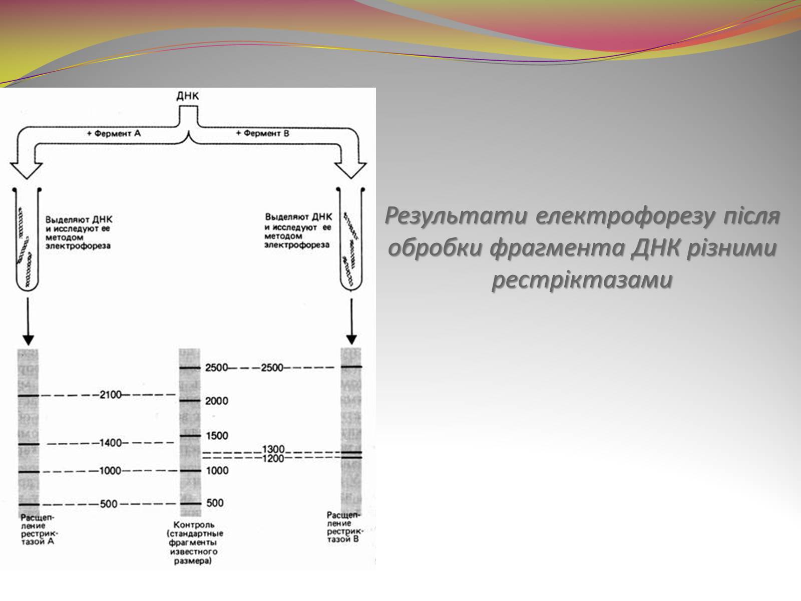 Презентація на тему «Біотехнологія» (варіант 2) - Слайд #7 Презентація на тему «Біотехнологія» (варіант 2) - Слайд #7