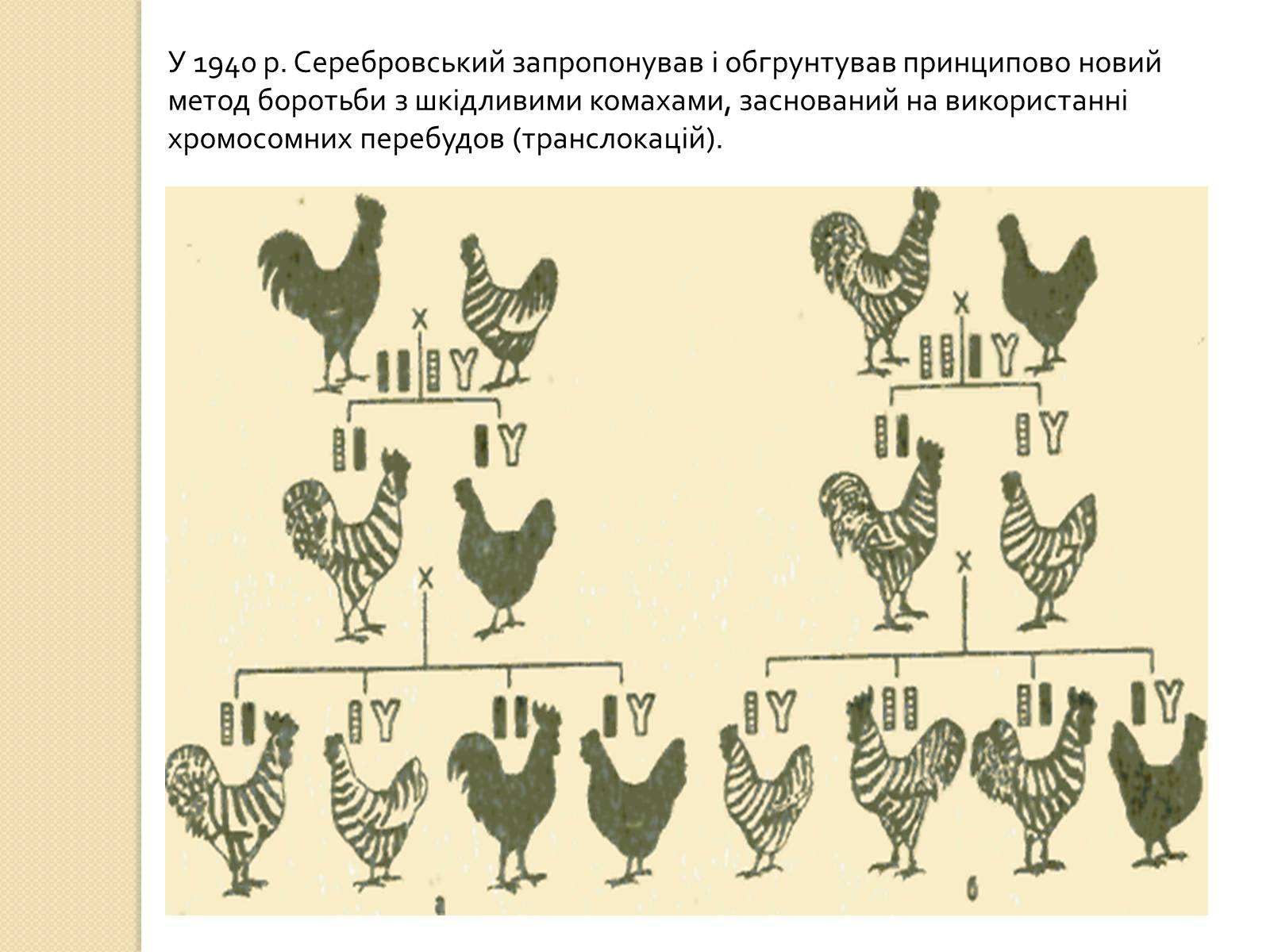 Презентація на тему «Олександр Сергійович Серебровський» - Слайд #12 Презентація на тему «Олександр Сергійович Серебровський» - Слайд #12