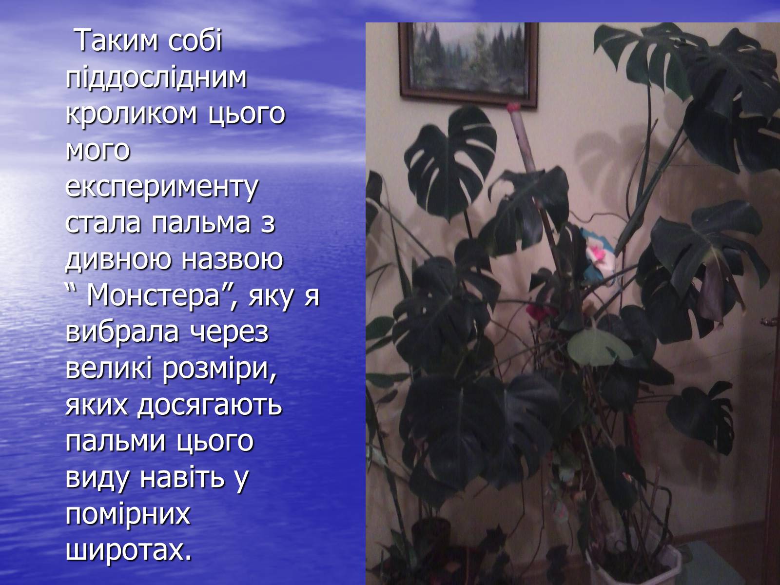 Презентація на тему «Чи розуміють нас рослини?» - Слайд #12 Презентація на тему «Чи розуміють нас рослини?» - Слайд #12