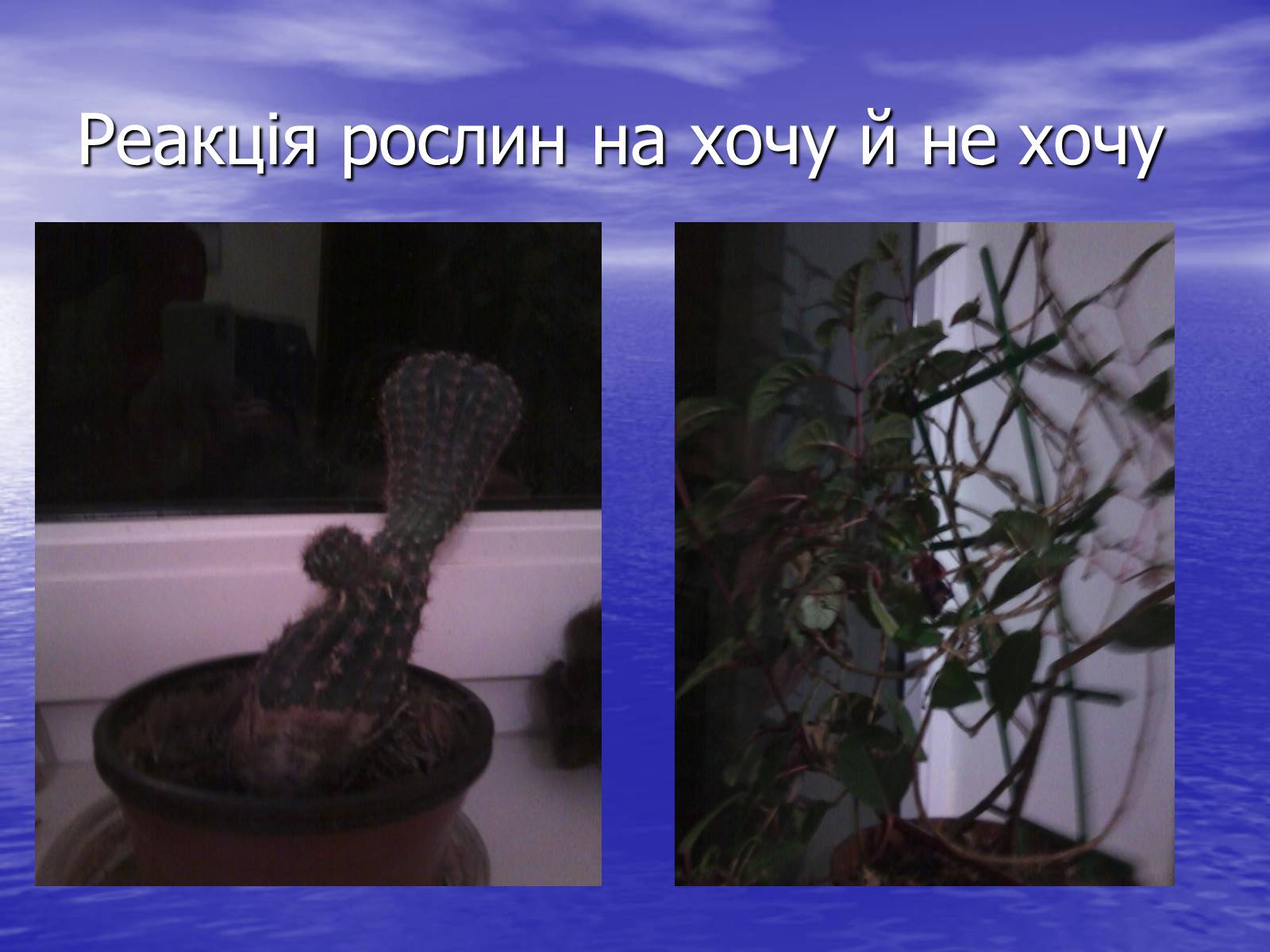Презентація на тему «Чи розуміють нас рослини?» - Слайд #15 Презентація на тему «Чи розуміють нас рослини?» - Слайд #15