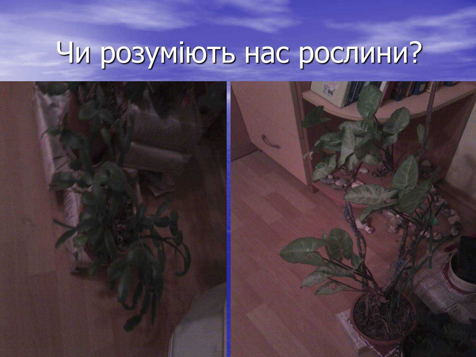 Презентація на тему «Чи розуміють нас рослини?» - Слайд #2 Презентація на тему «Чи розуміють нас рослини?» - Слайд #2