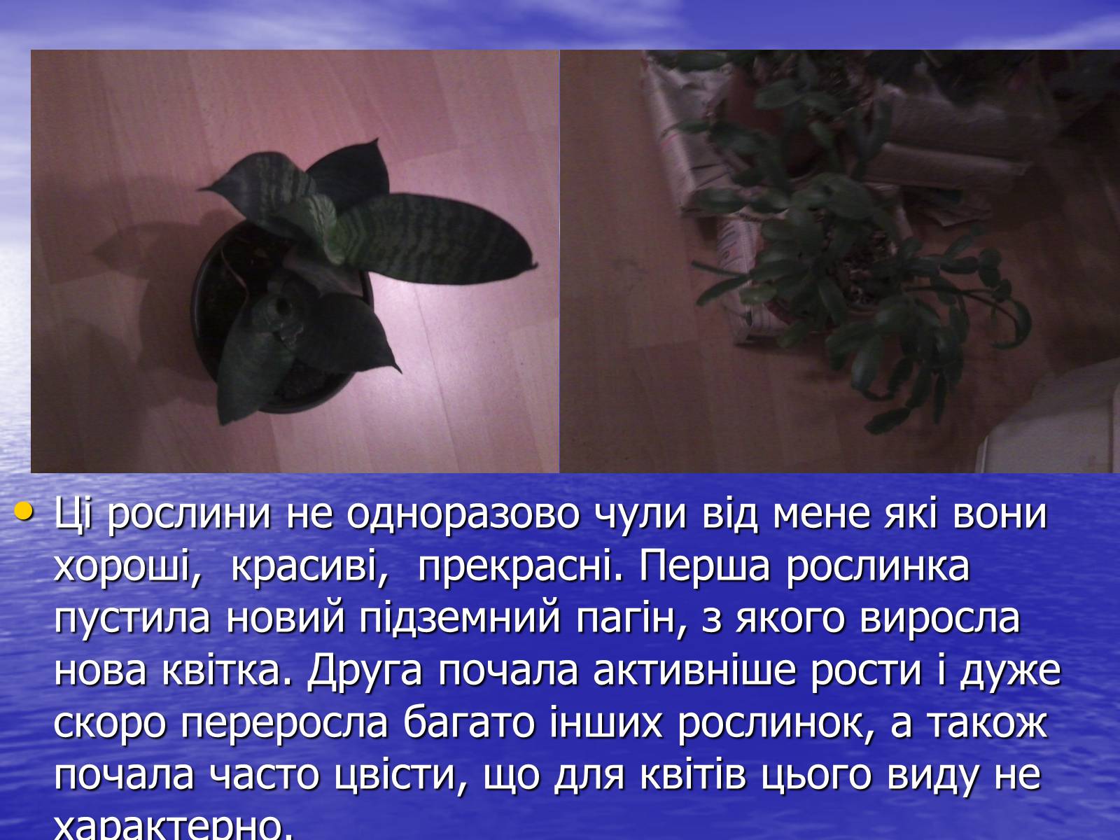 Презентація на тему «Чи розуміють нас рослини?» - Слайд #6 Презентація на тему «Чи розуміють нас рослини?» - Слайд #6