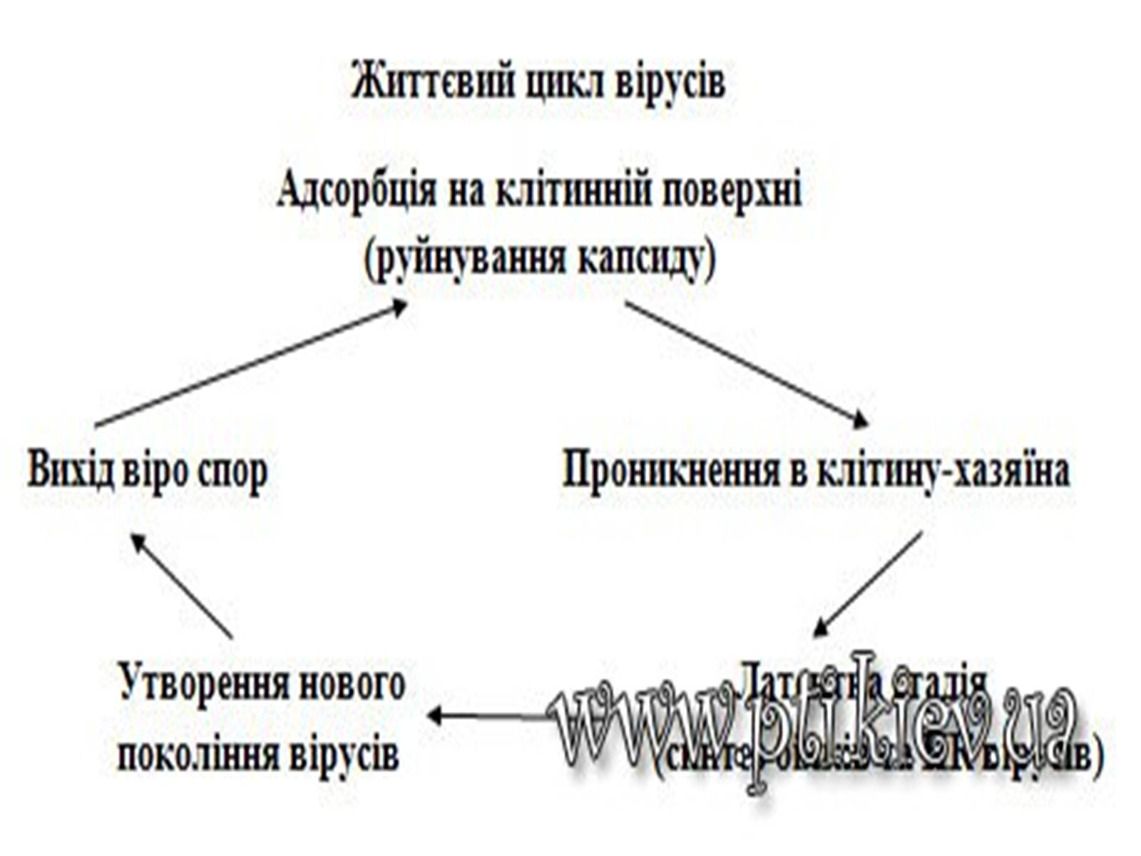 Презентація на тему «Віруси» (варіант 16) - Слайд #8 Презентація на тему «Віруси» (варіант 16) - Слайд #8