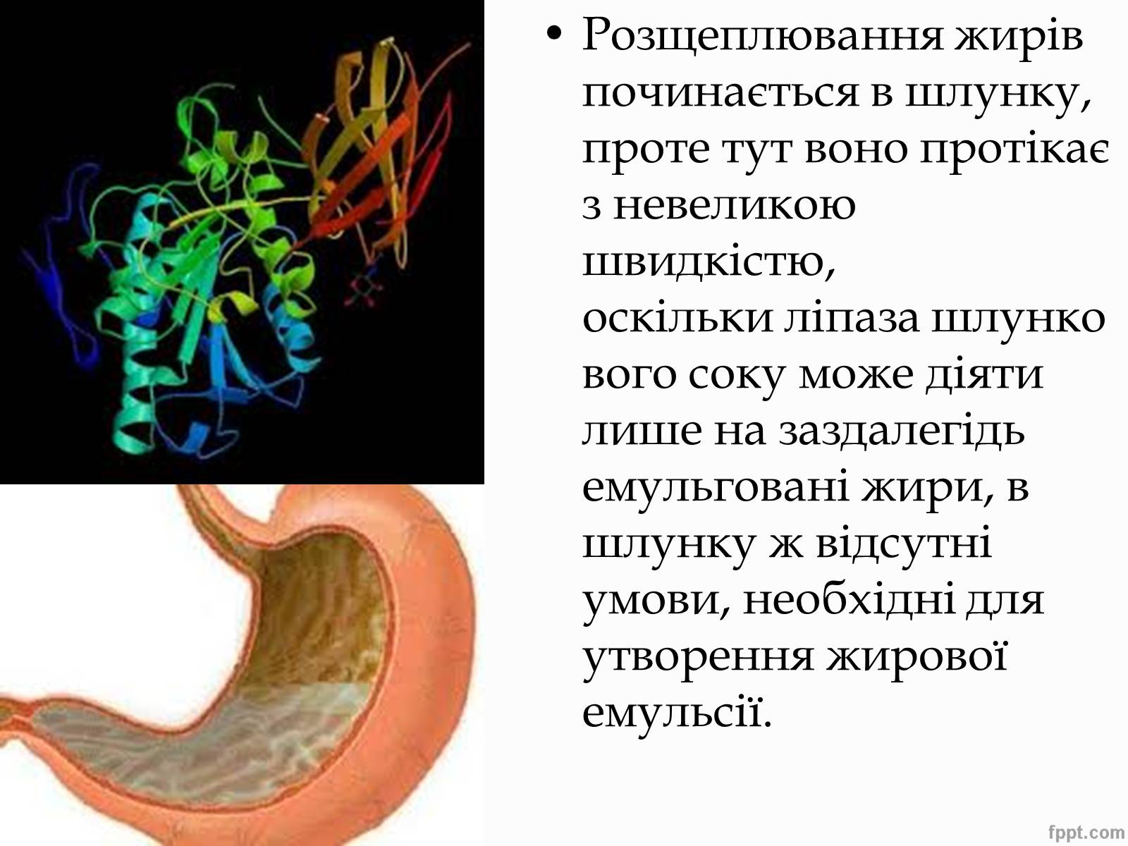 Презентація на тему «Перетворення в організмі жирів» - Слайд #16 Презентація на тему «Перетворення в організмі жирів» - Слайд #16