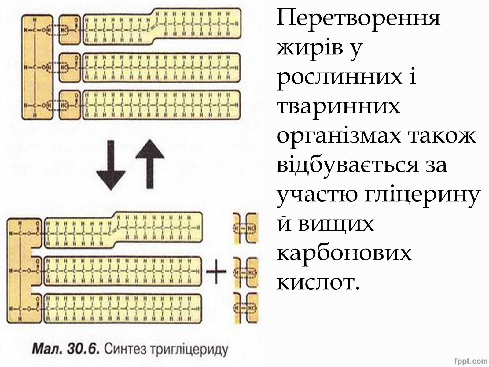 Презентація на тему «Перетворення в організмі жирів» - Слайд #7 Презентація на тему «Перетворення в організмі жирів» - Слайд #7
