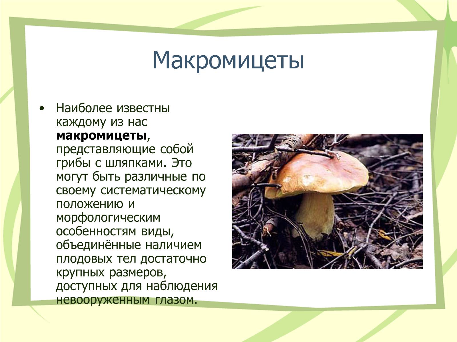 Презентація на тему «Грибы» - Слайд #5 Презентація на тему «Грибы» - Слайд #5