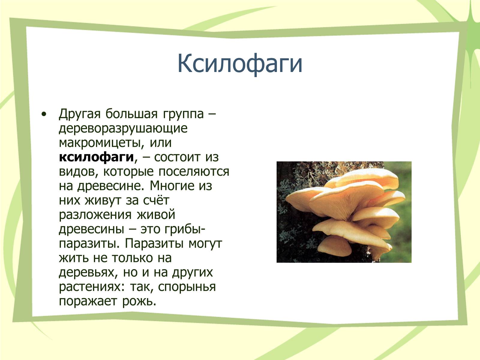 Презентація на тему «Грибы» - Слайд #8 Презентація на тему «Грибы» - Слайд #8