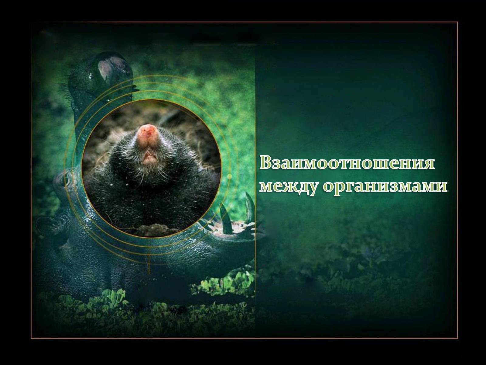 Презентація на тему «Взаимоотношения между организмами» - Слайд #1 Презентація на тему «Взаимоотношения между организмами» - Слайд #1