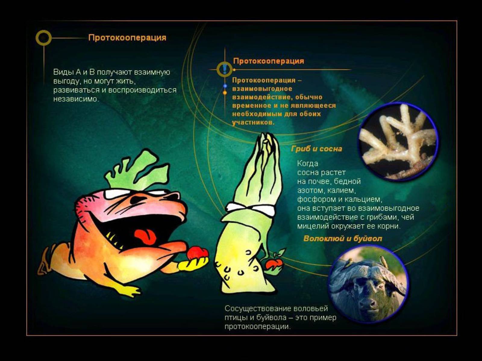 Презентація на тему «Взаимоотношения между организмами» - Слайд #6 Презентація на тему «Взаимоотношения между организмами» - Слайд #6