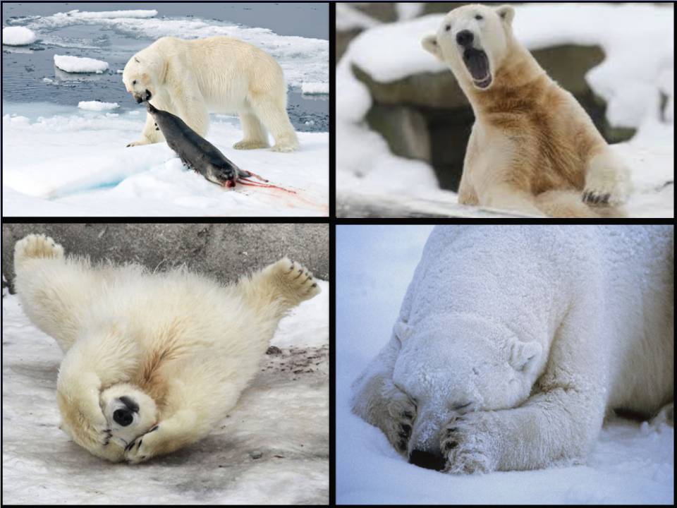 Презентація на тему «Endangered species» - Слайд #13 Презентація на тему «Endangered species» - Слайд #13