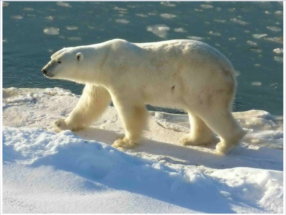 Презентація на тему «Endangered species» - Слайд #14 Презентація на тему «Endangered species» - Слайд #14