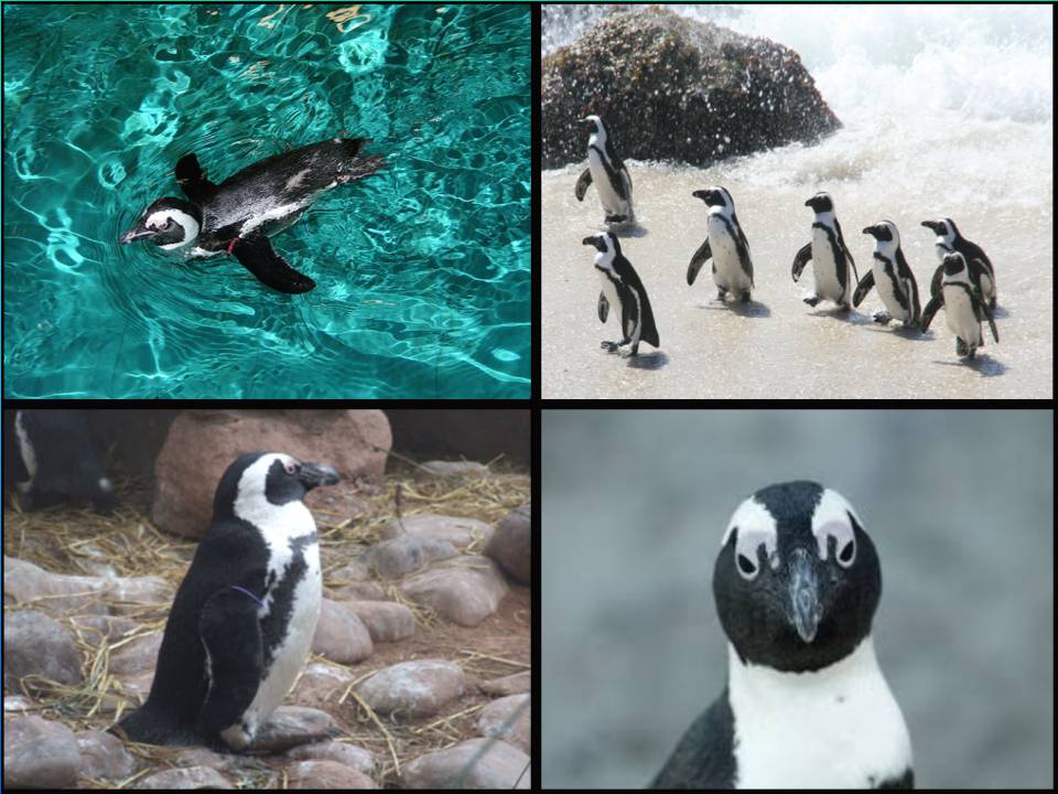 Презентація на тему «Endangered species» - Слайд #8 Презентація на тему «Endangered species» - Слайд #8