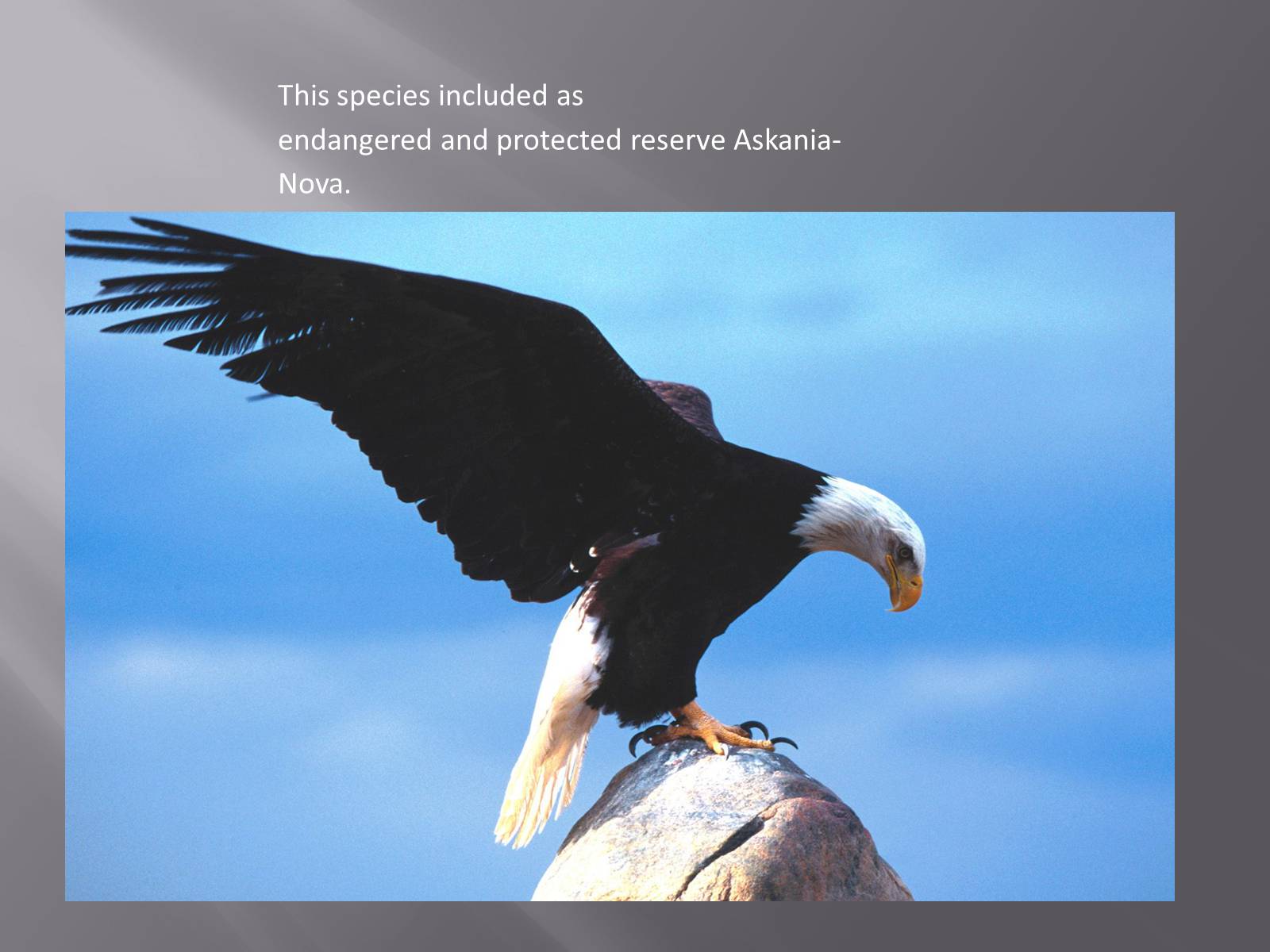 Презентація на тему «Endangered species in Ukraine» - Слайд #9
