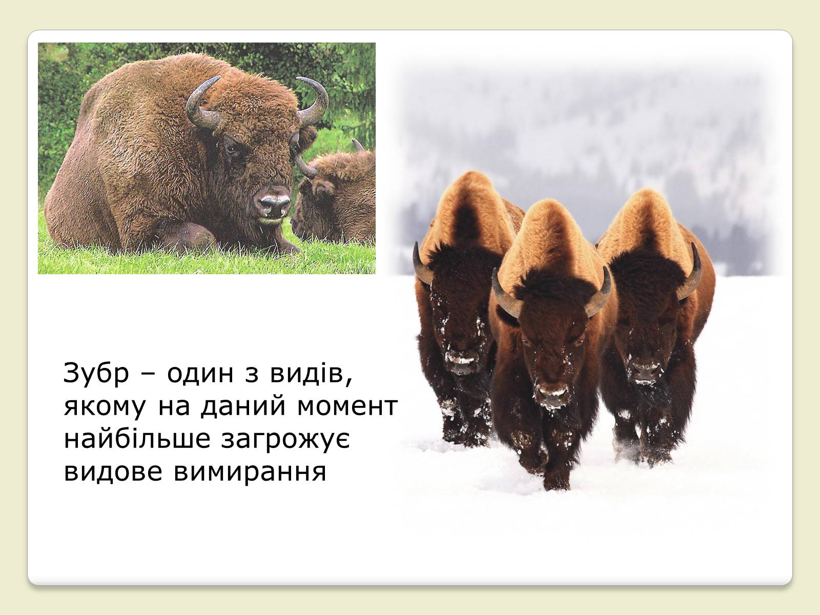 Презентація на тему «Червона Книга України» (варіант 6) - Слайд #10 Презентація на тему «Червона Книга України» (варіант 6) - Слайд #10