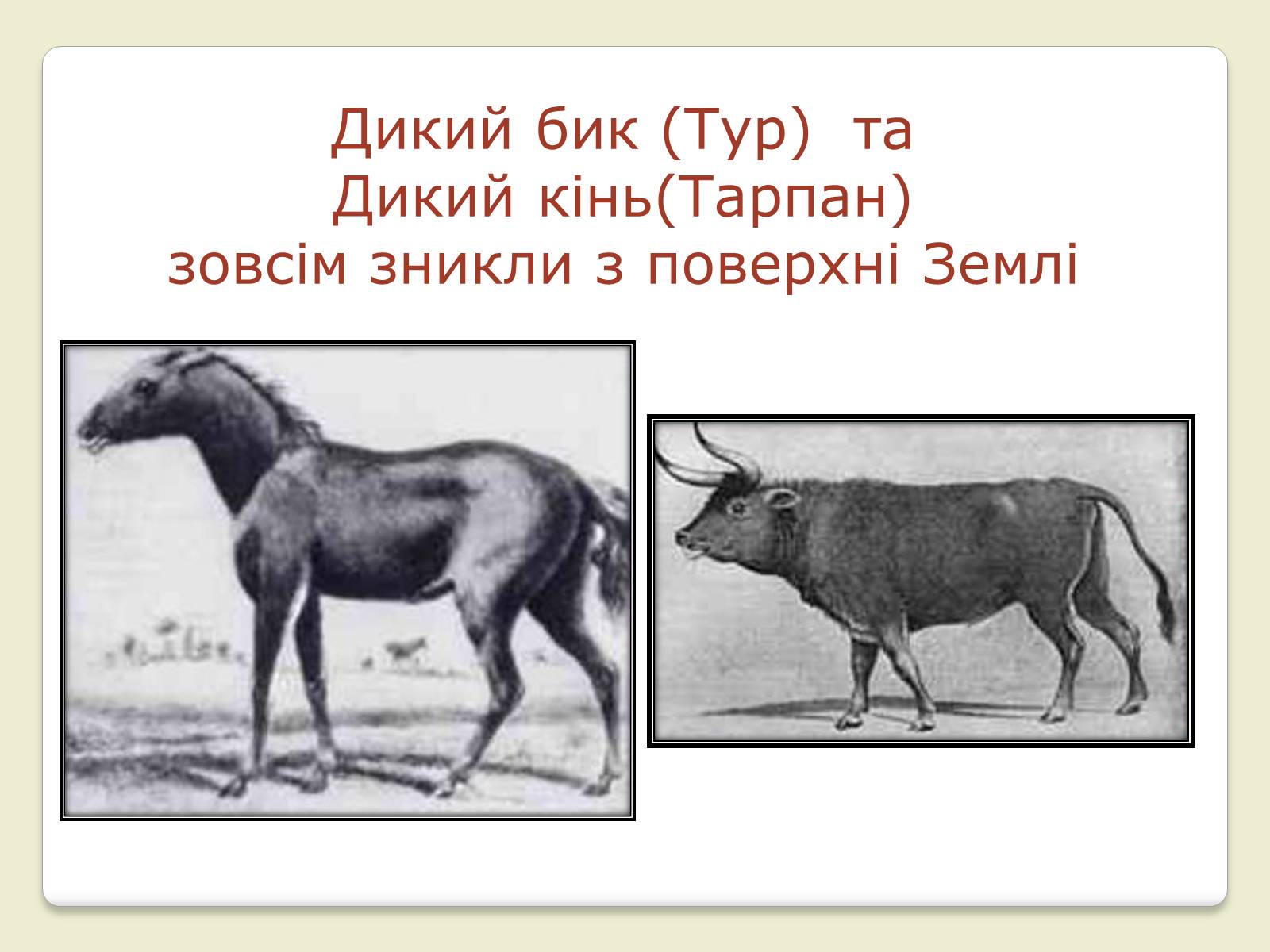 Презентація на тему «Червона Книга України» (варіант 6) - Слайд #15 Презентація на тему «Червона Книга України» (варіант 6) - Слайд #15